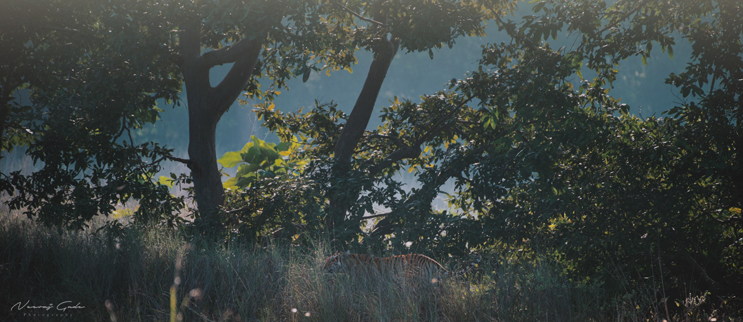 Choti Tara, TATR (Dec 2021)