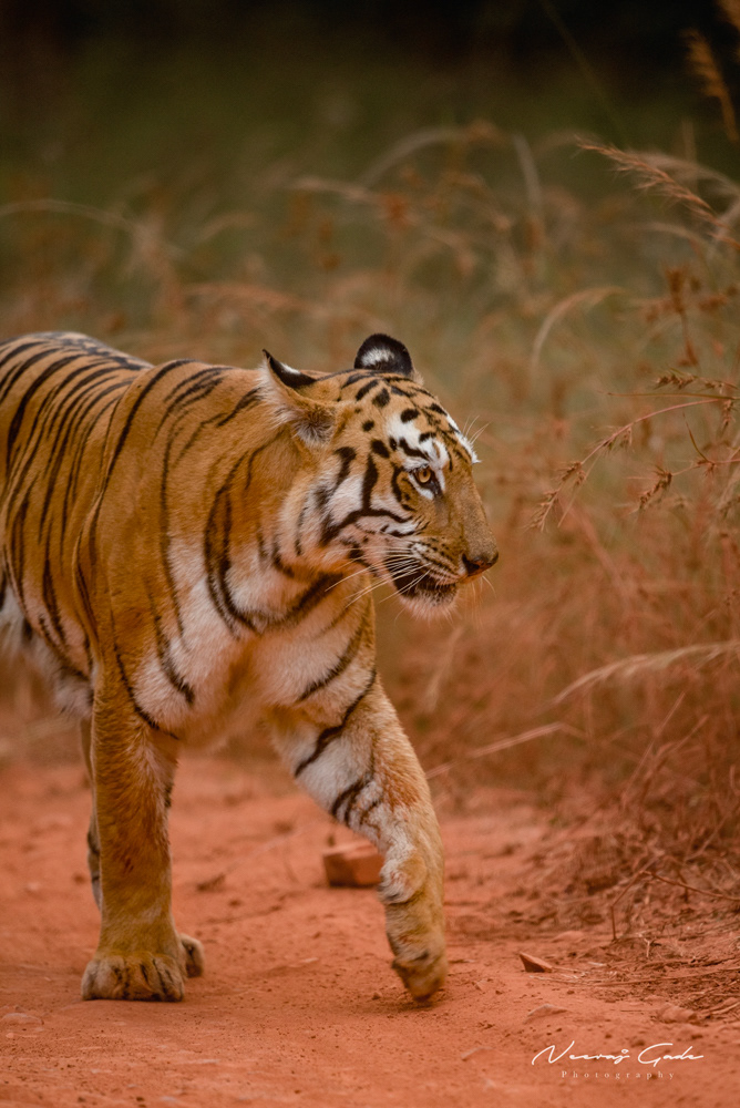 Maya, TATR (Nov 2022)