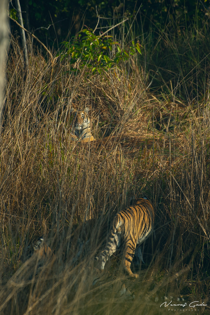 Cubs of Fairy, UPKWLS