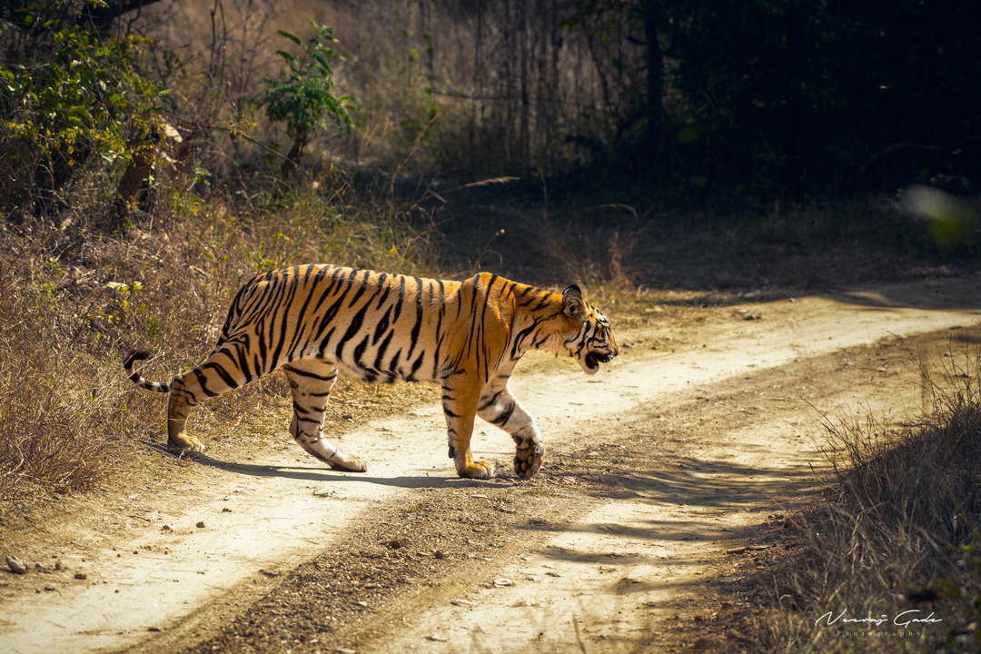 Sub-adult female cub of Fairy, UPKWLS