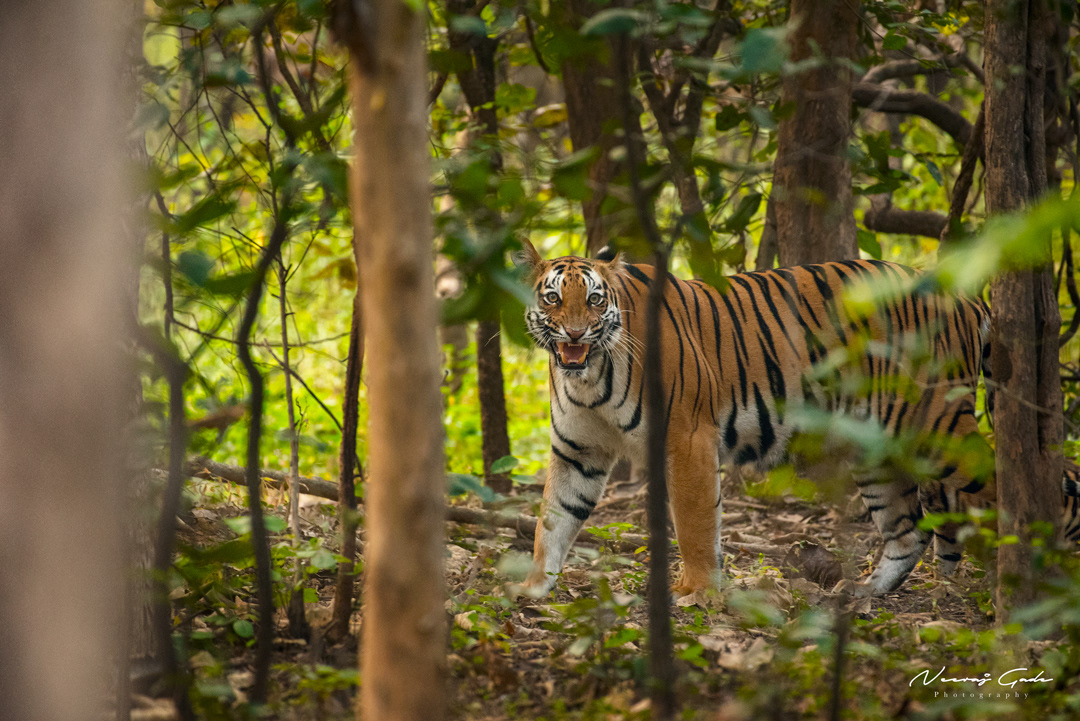 Shadow Tigress, UPKWLS (Dec 2021)