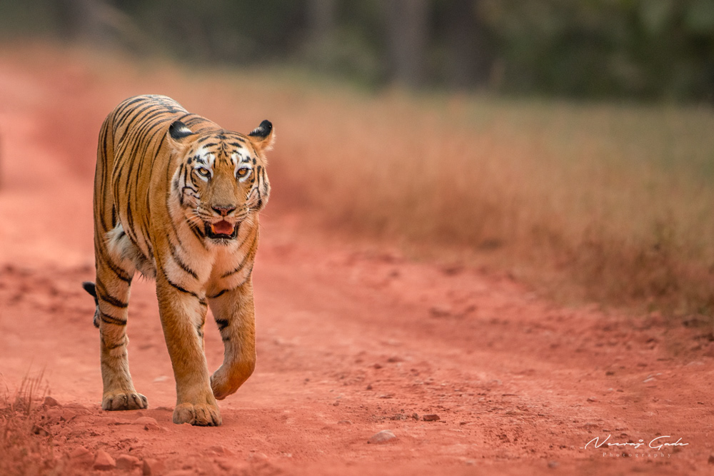 Maya, TATR (Nov 2022)