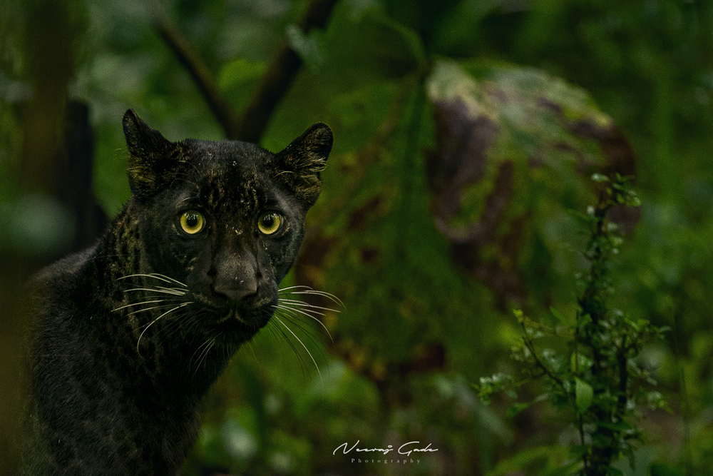 Melanistic Indian Leopard, Pench Khawasa (Aug 2022)