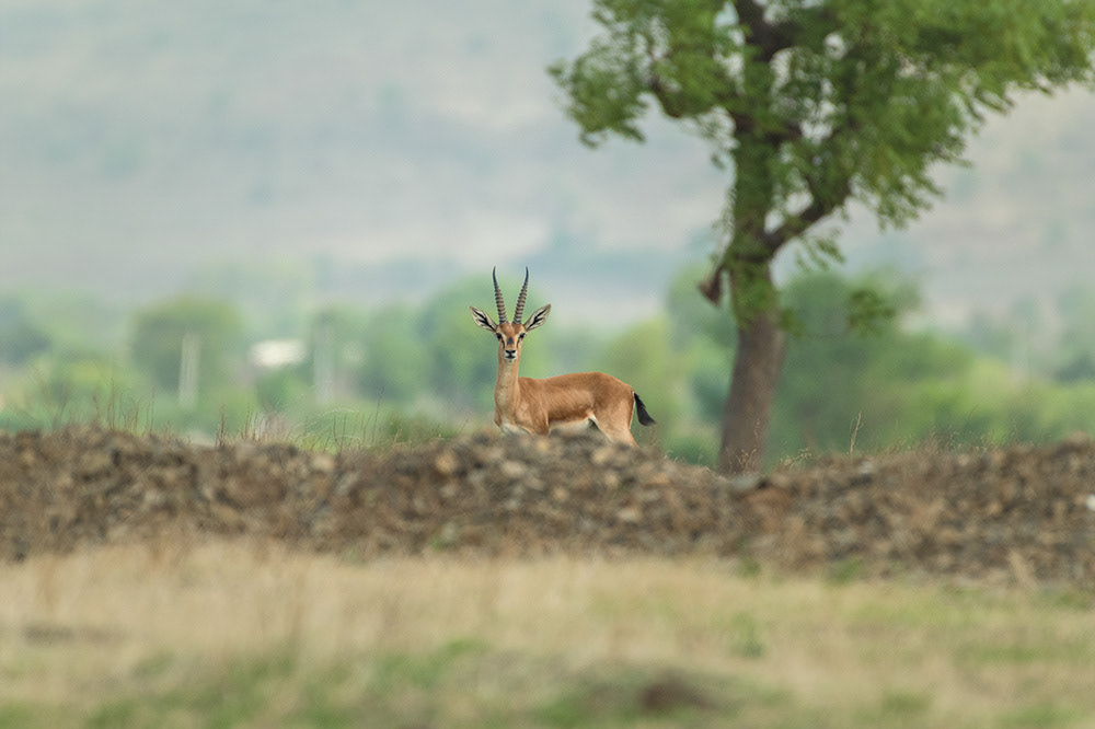 Indian Gazelle/Chinkara