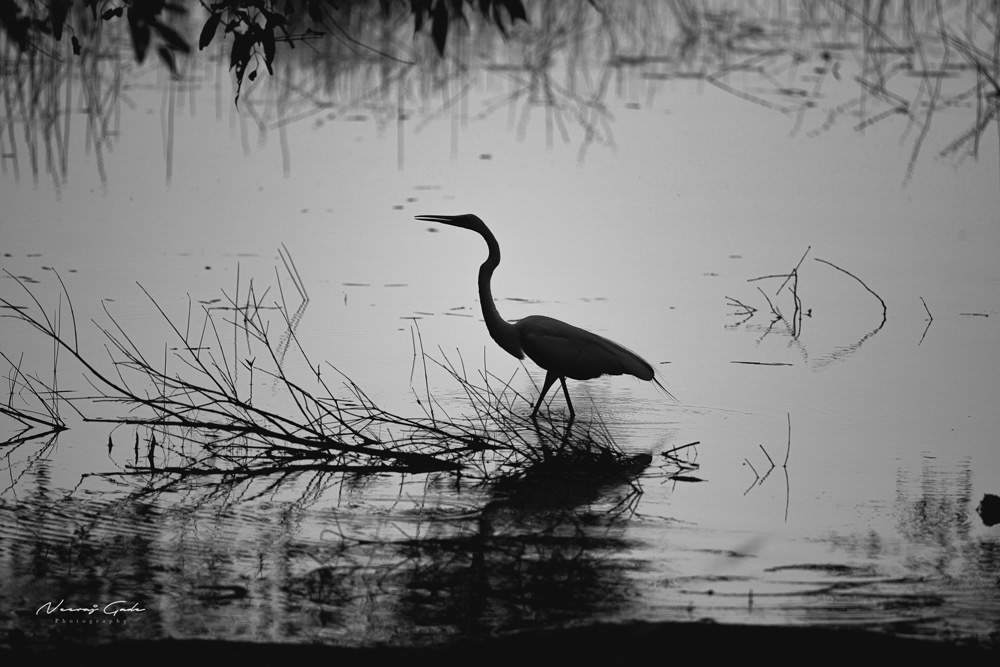 Great Egret, TATR (Oct 2022)