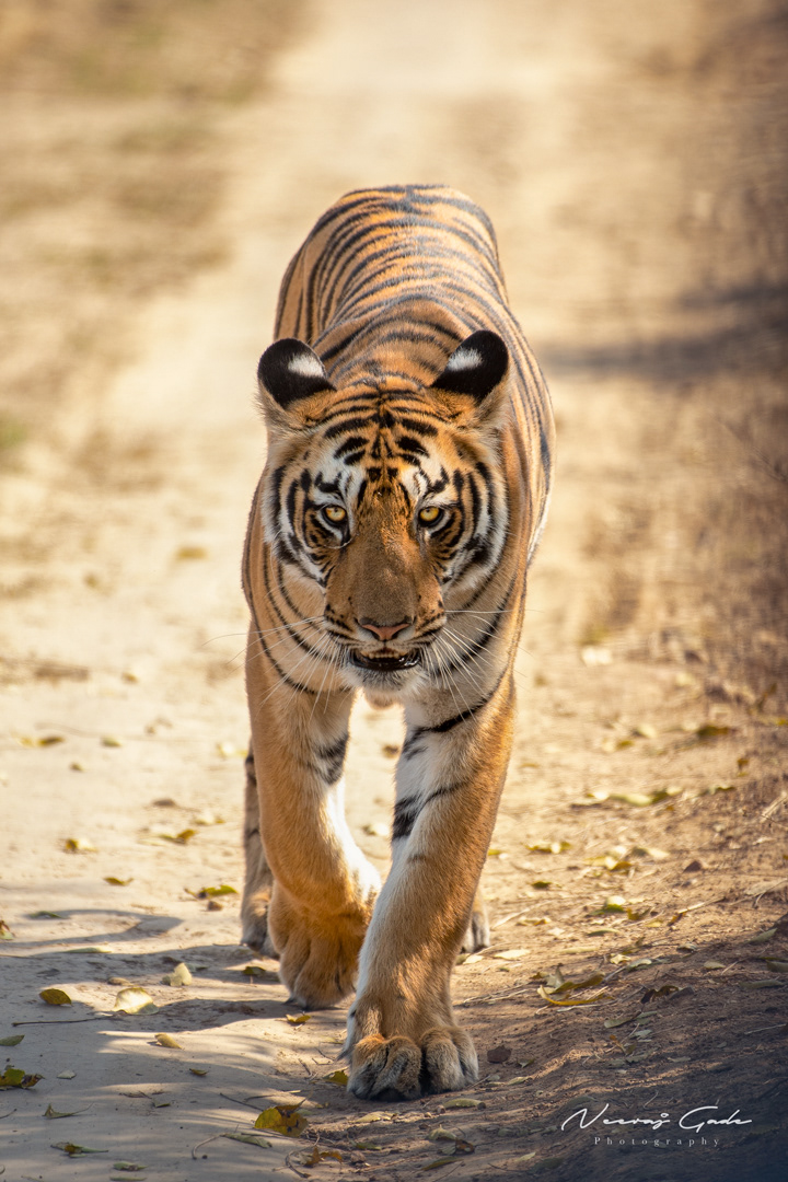 Sub-adult female cub of Fairy, UPKWLS