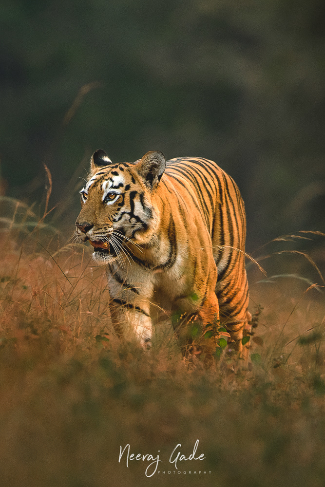 Maya, TATR (Nov 2022)