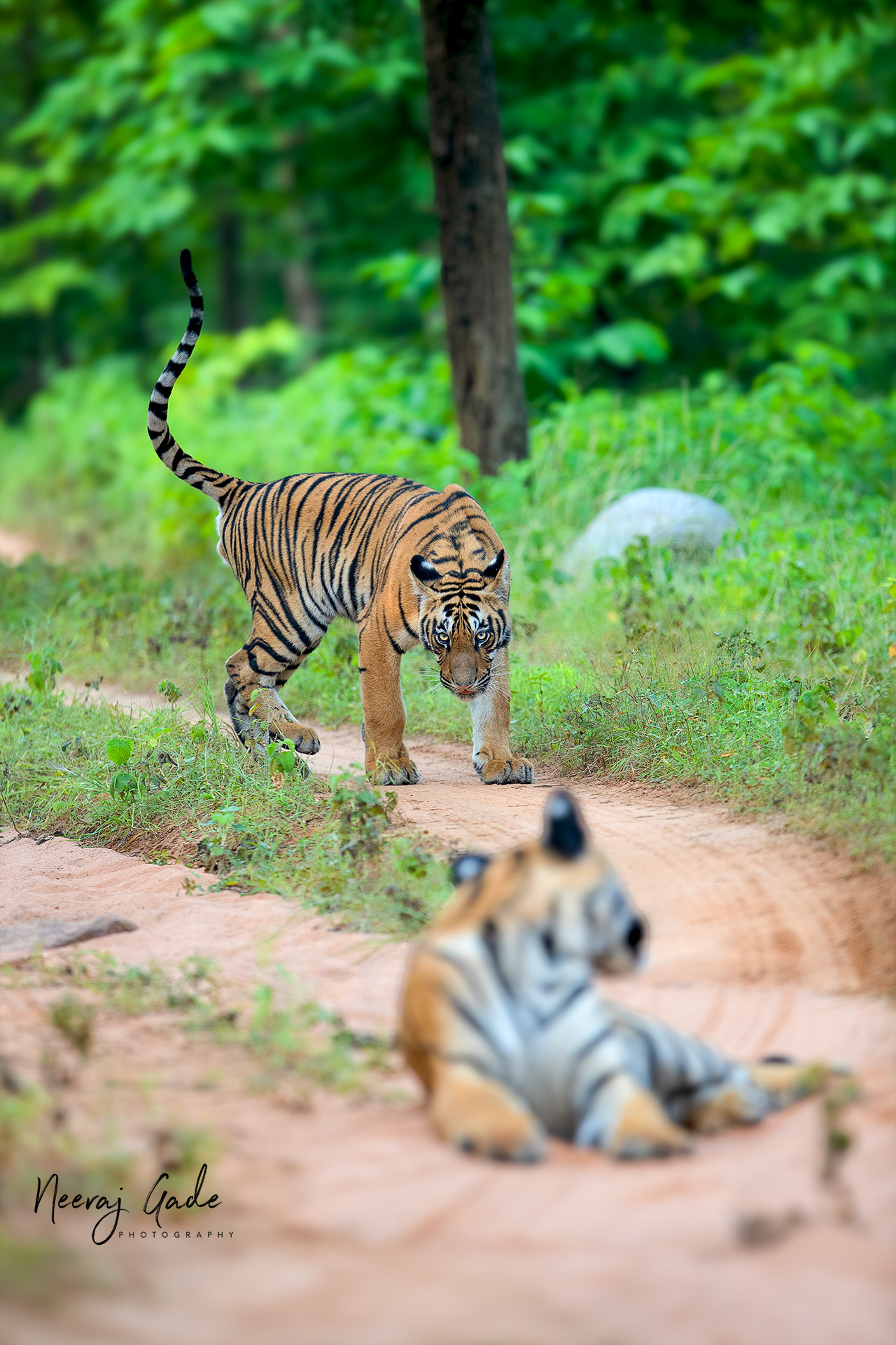 Roadblock, TATR-Navegaon buffer (Sept 2023)