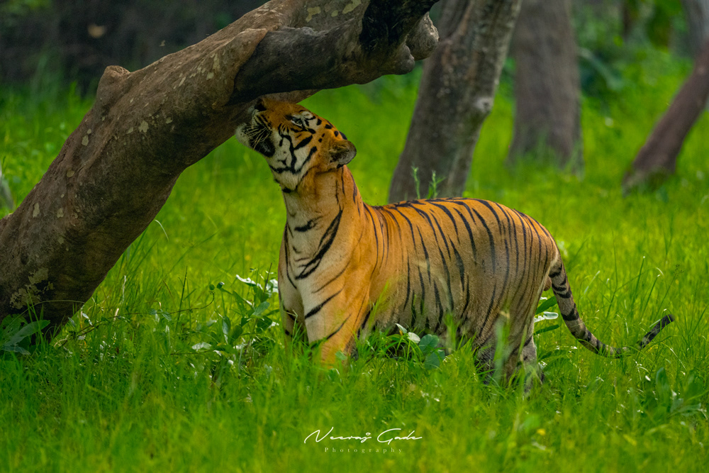 Chota Matkasur, TATR (Oct 2022)