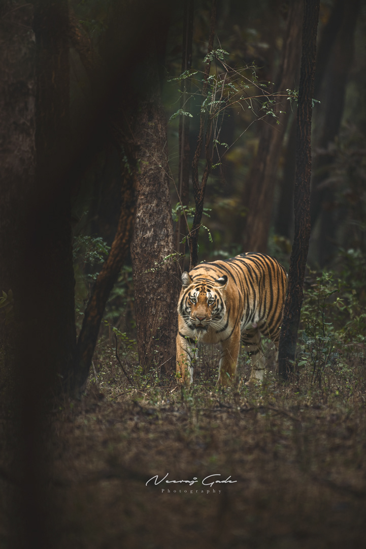 B1 Tigress, Pench Khursapar (Jan 2022)