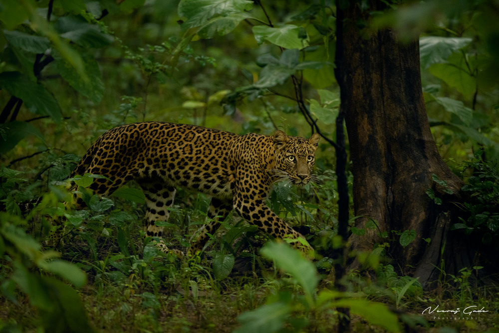 Indian Leopard, Pench Khawasa (Aug 2022)