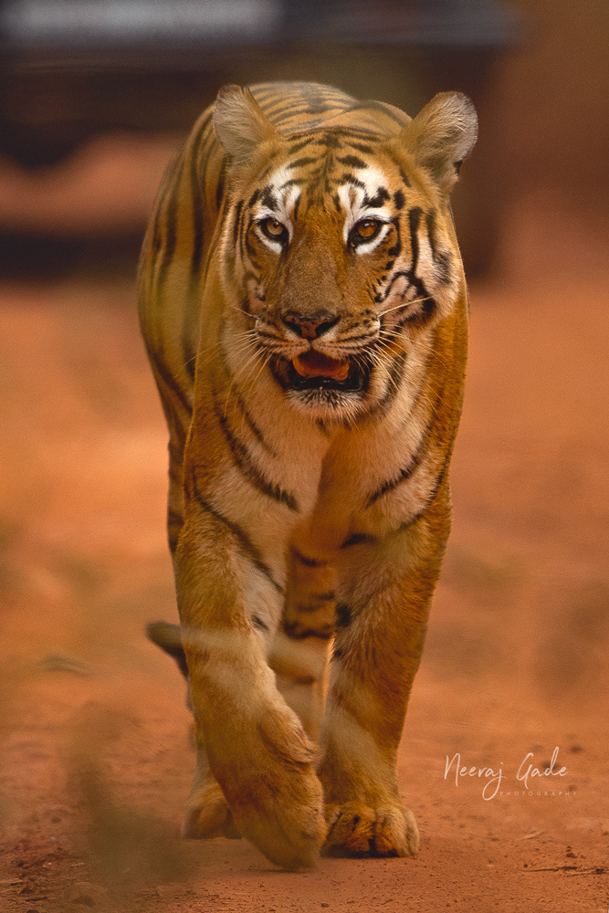 Maya, TATR (Nov 2022)