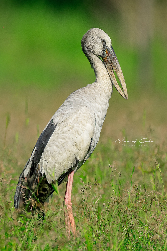 Asian Openbill, TATR (Nov 2022)