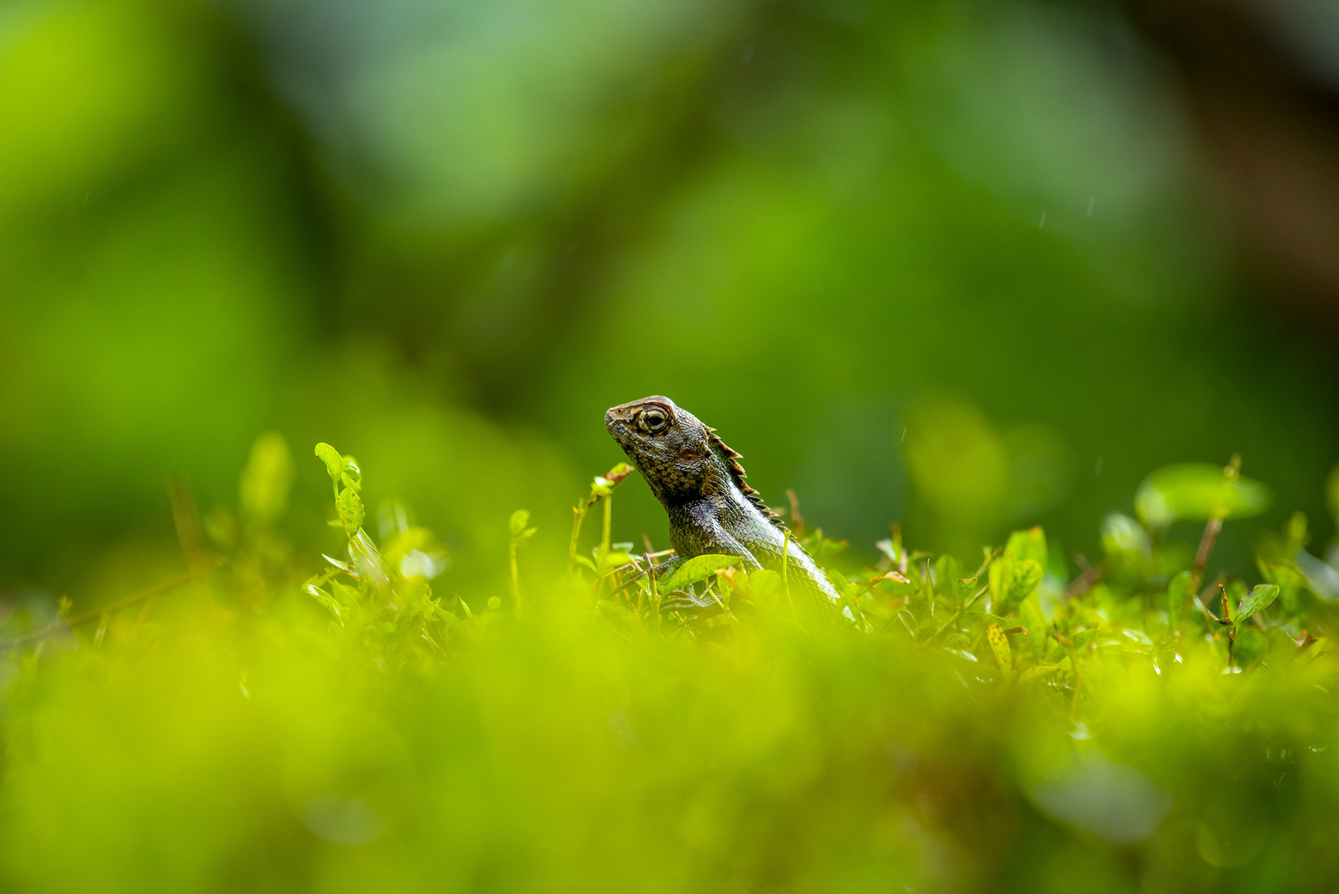 Oriental-Garden Lizard, Hilton Shilim