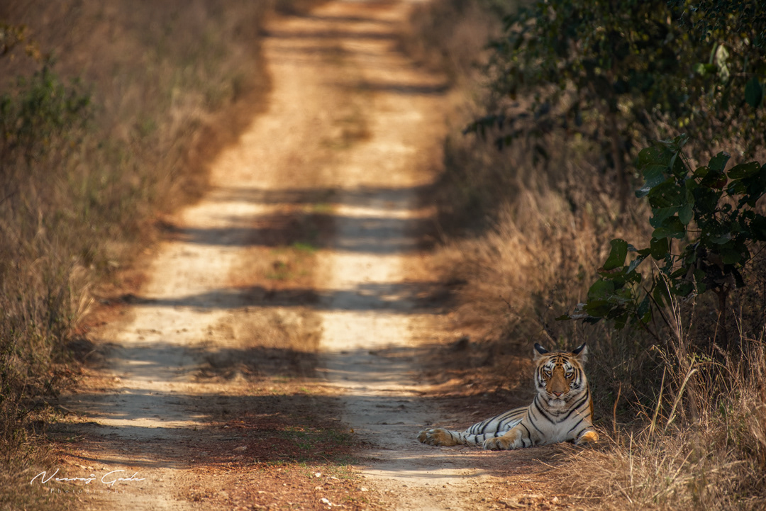 Sub-adult female cub of Fairy, UPKWLS