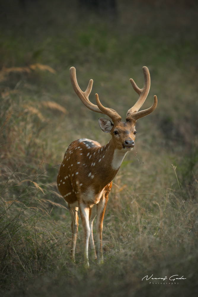 Spotted Deer, Pench Turia (2021)