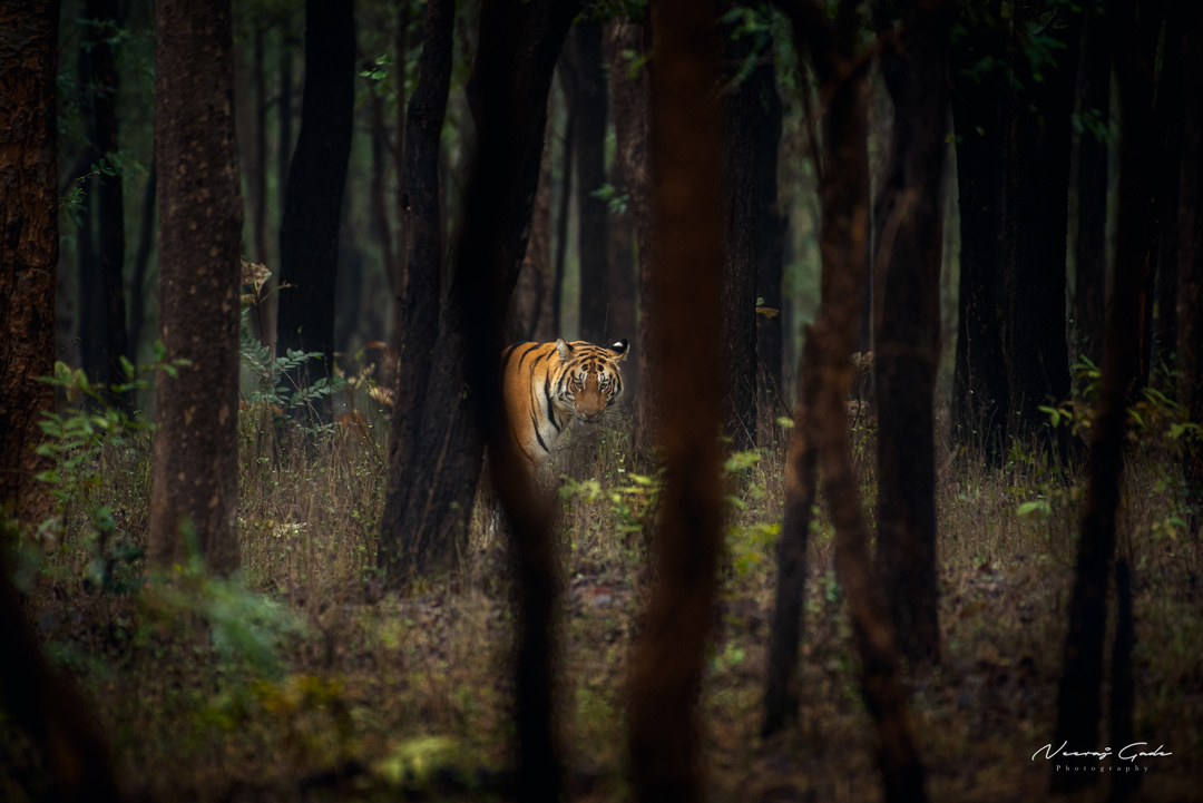 B1 Tigress, Pench Khursapar (Jan 2022)