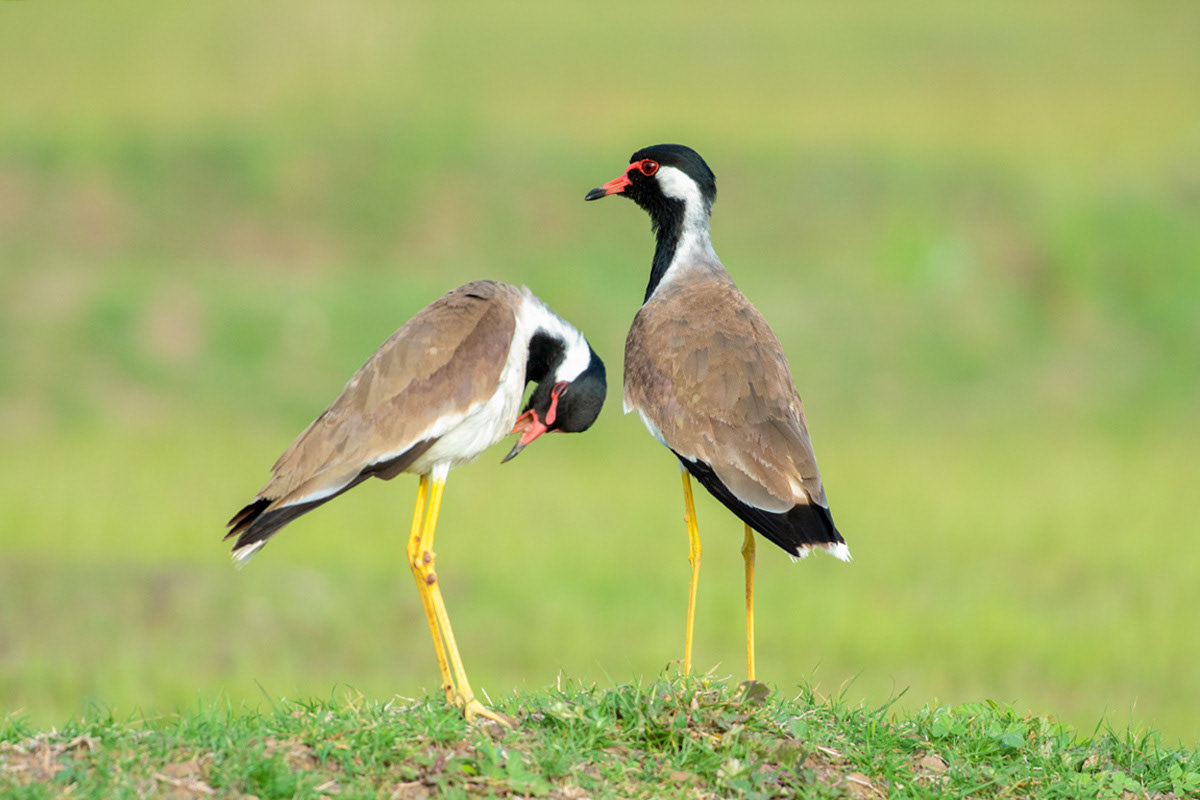 Red-wattled Lapwing, Saswad