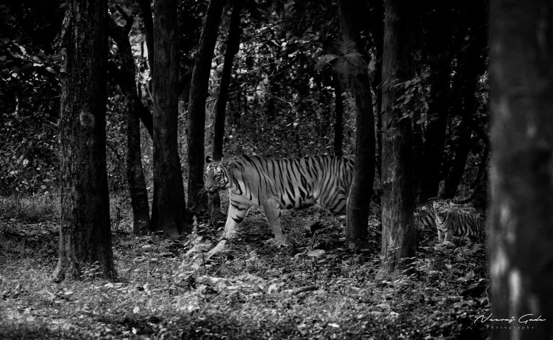 Shadow with her cubs, UPKWLS (Dec 2021)