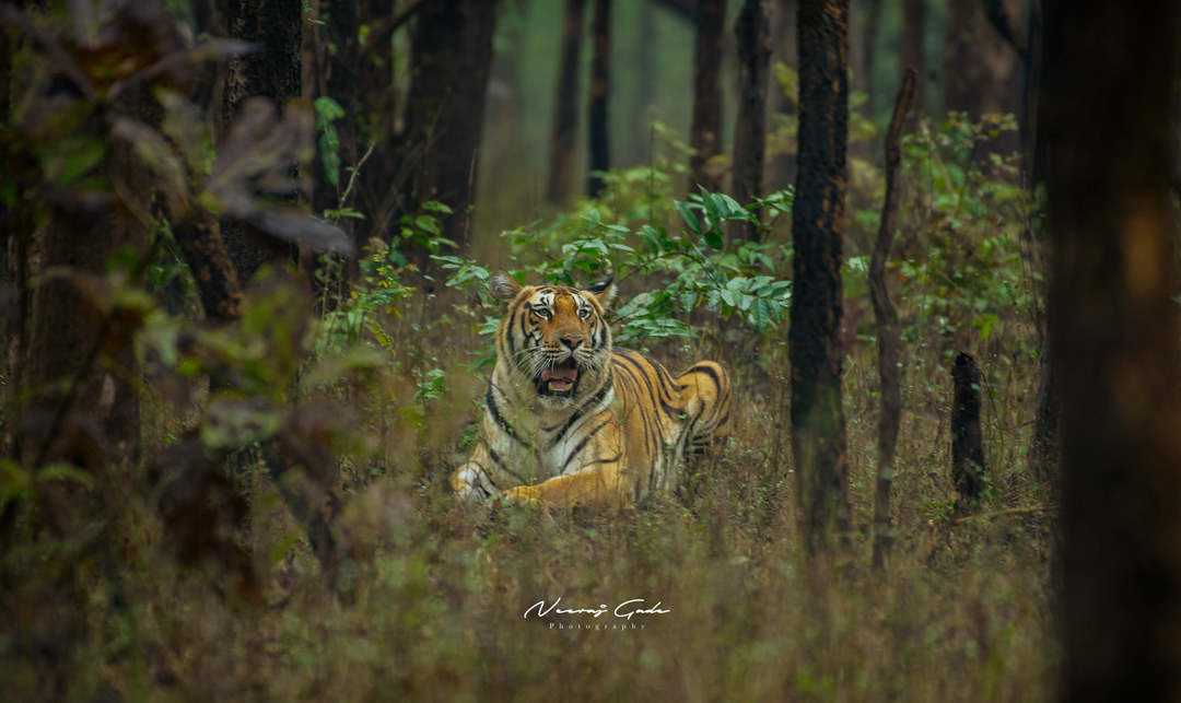 B1 Tigress, Pench Khursapar (Jan 2022)