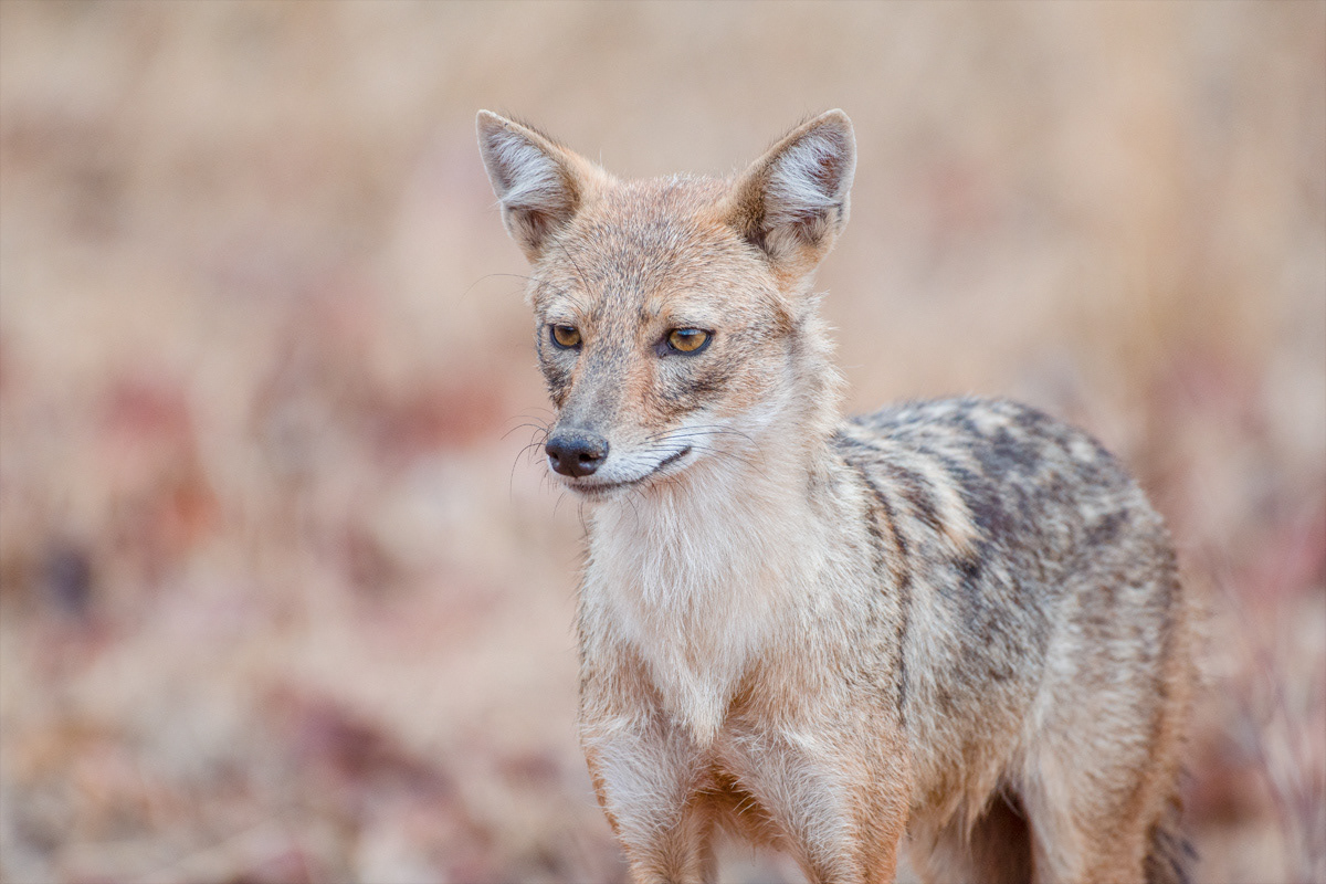 Golden Jackal, Pench Turia (May 2018)