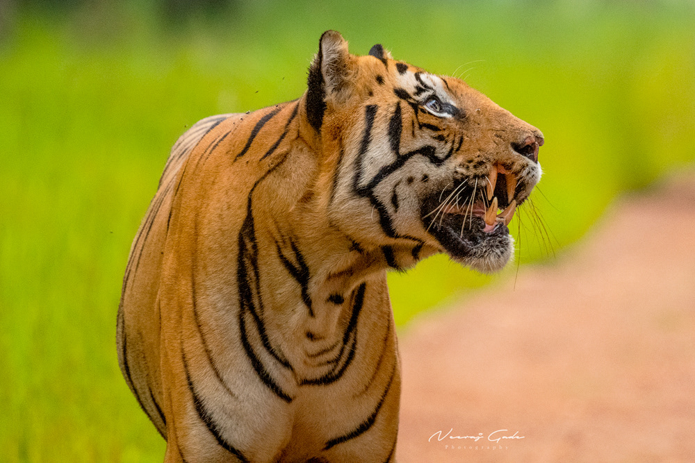 Chota Matkasur, TATR (Oct 2022)