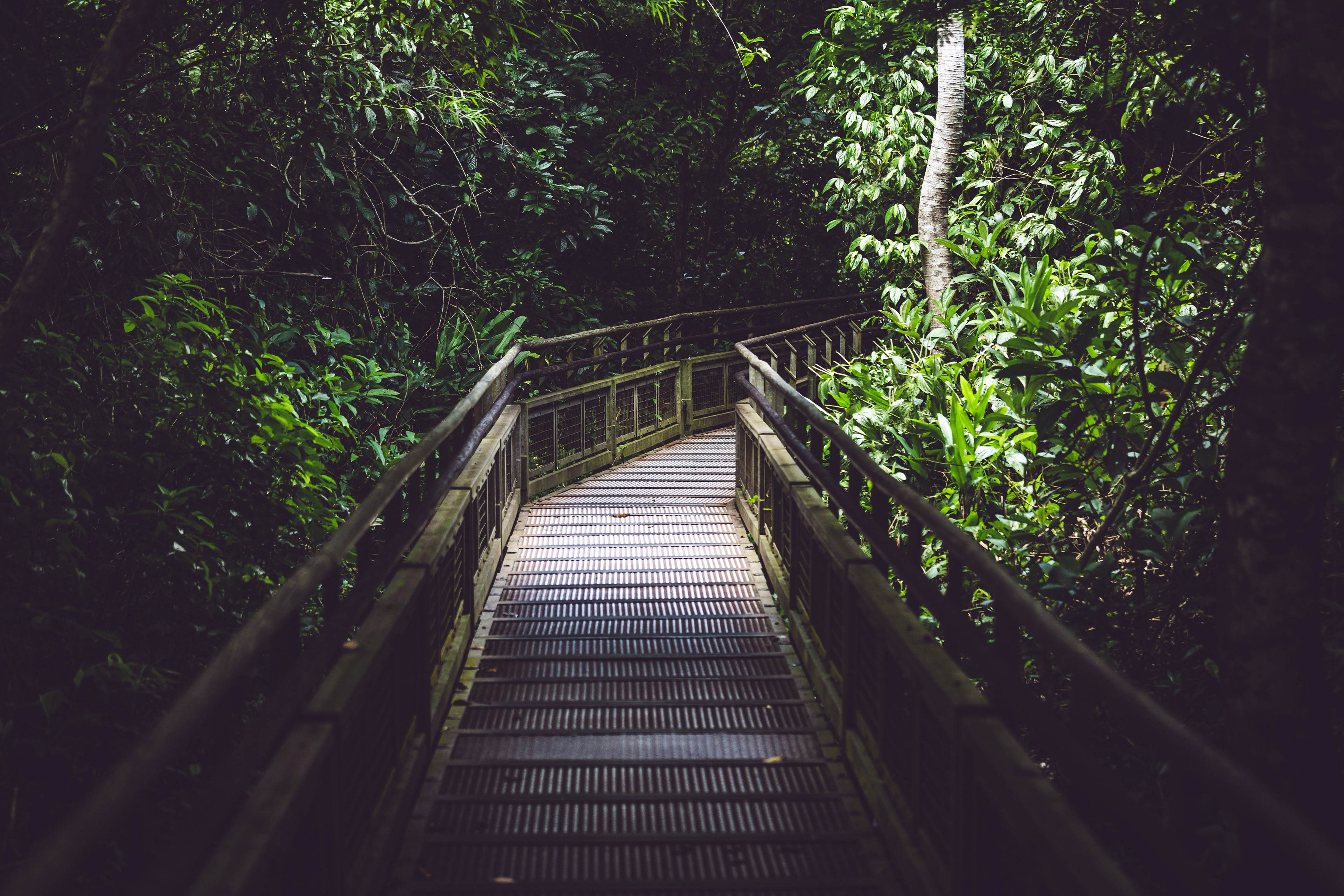Pasarela dentro del Parque Nacional Iguazú