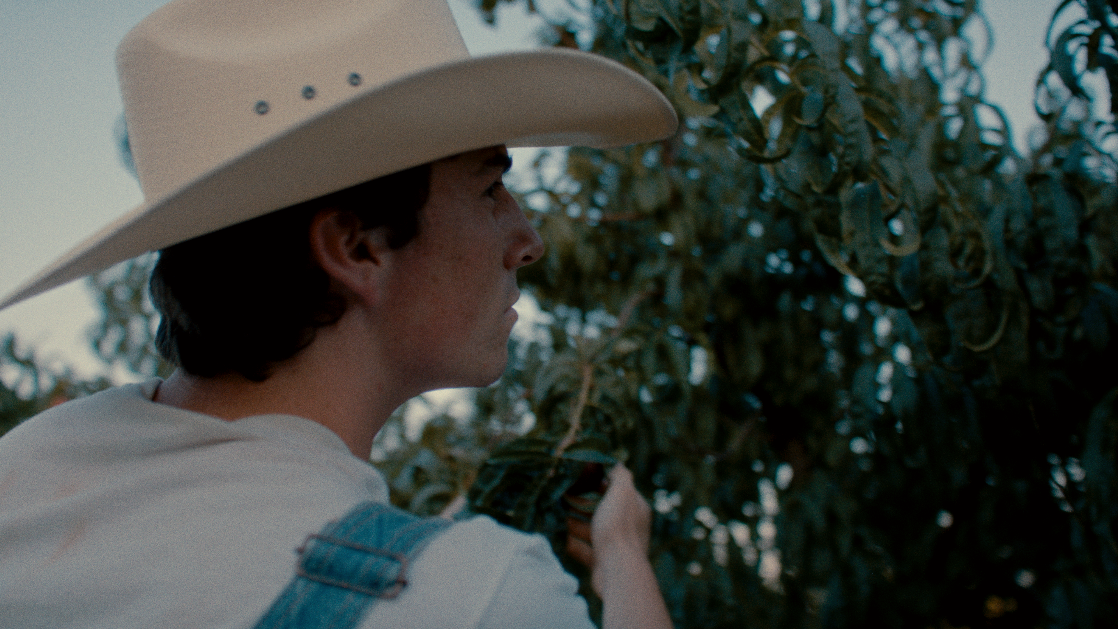 'The Burning of a Peach Tree'