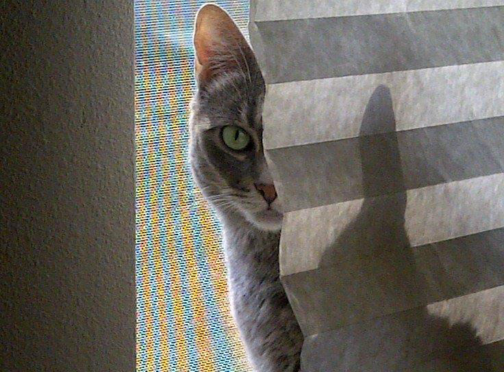 A Peek from The Pootz