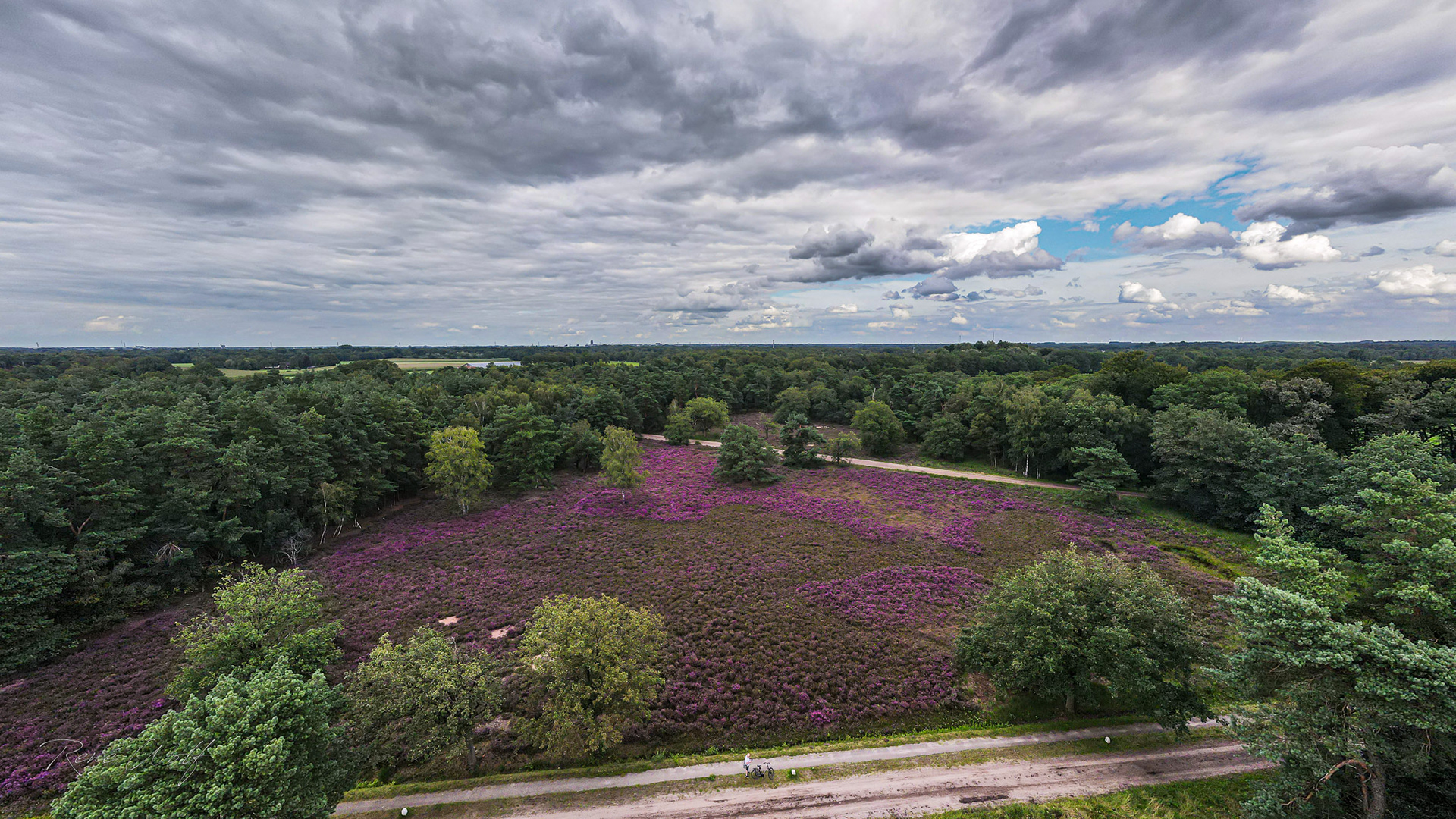 Zonnebeek