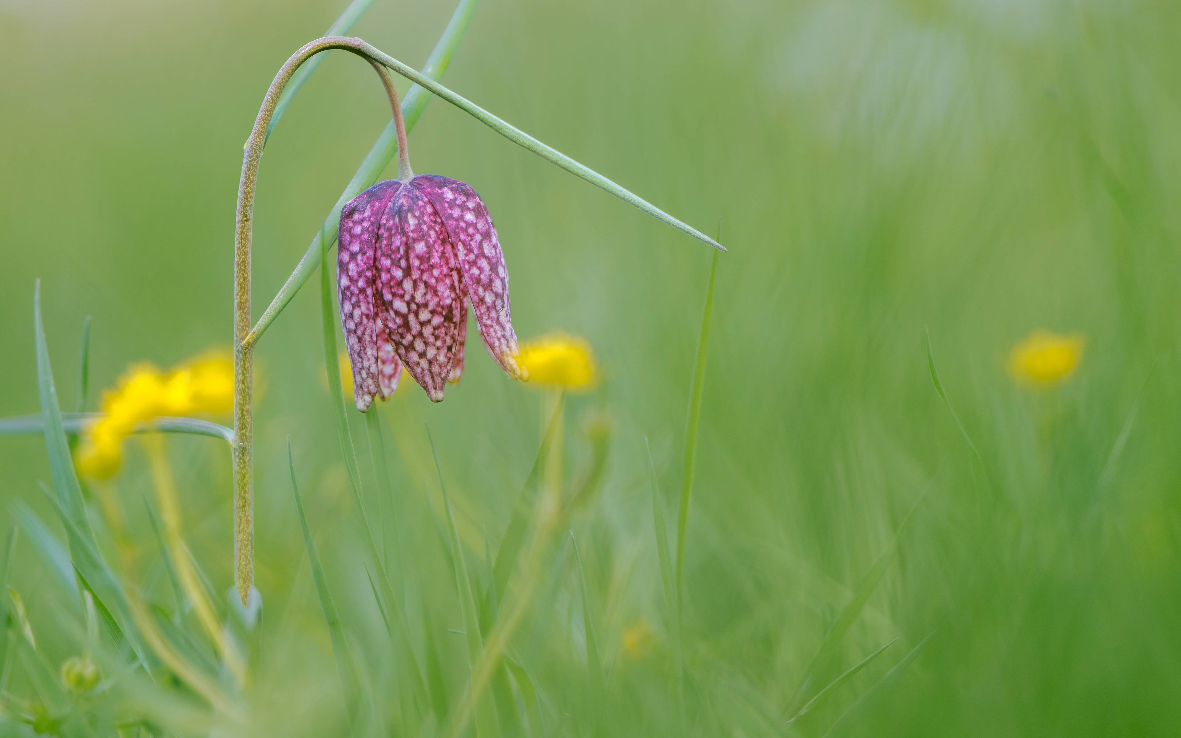 Schach am 20. April 2025