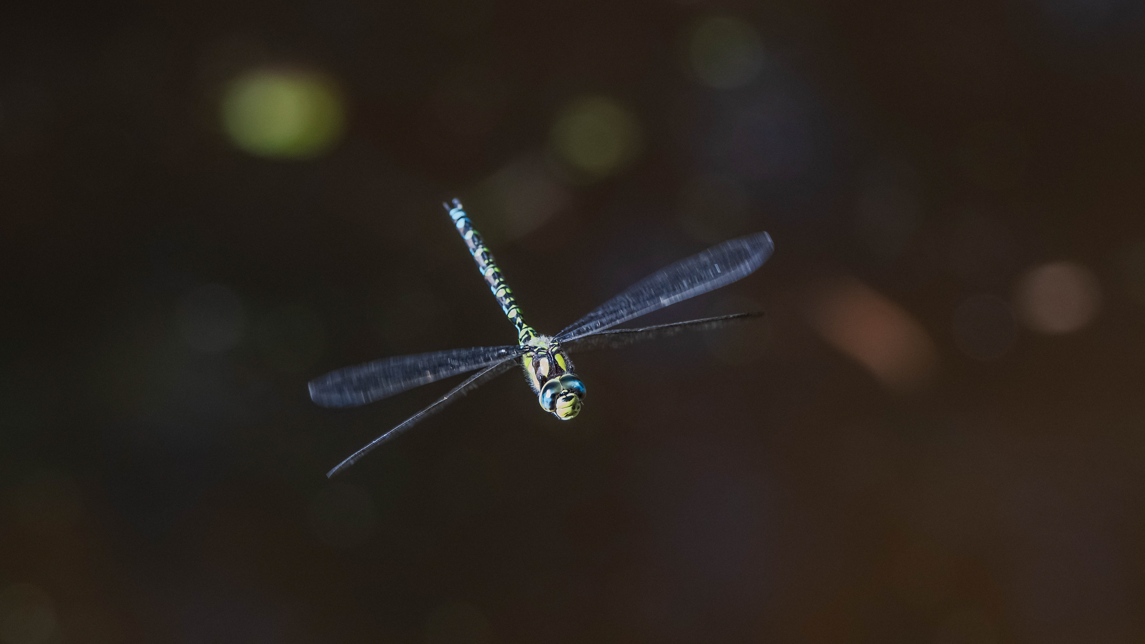 Prachtlibelle