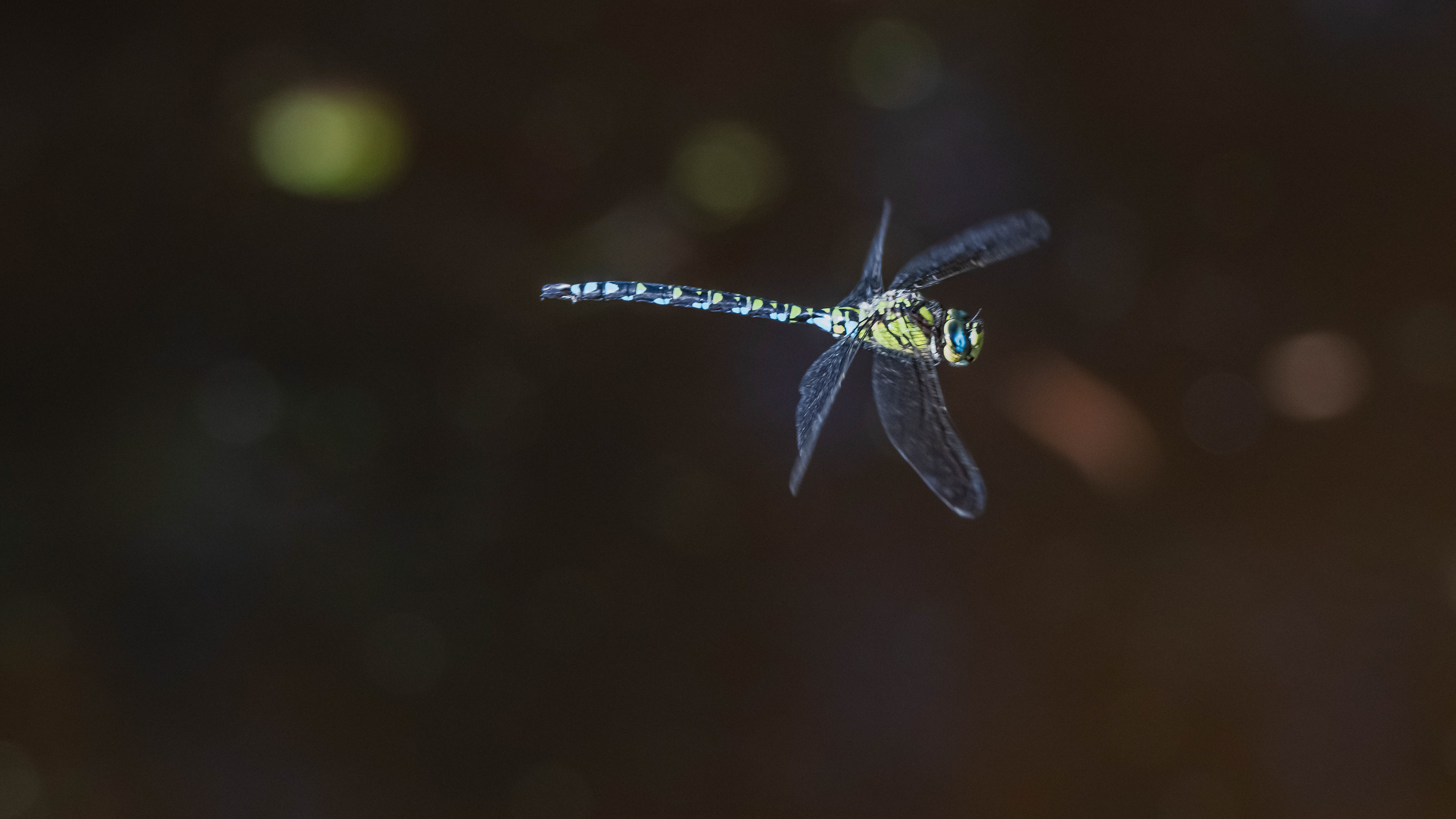 Blaugrüne Mosaikjungfer