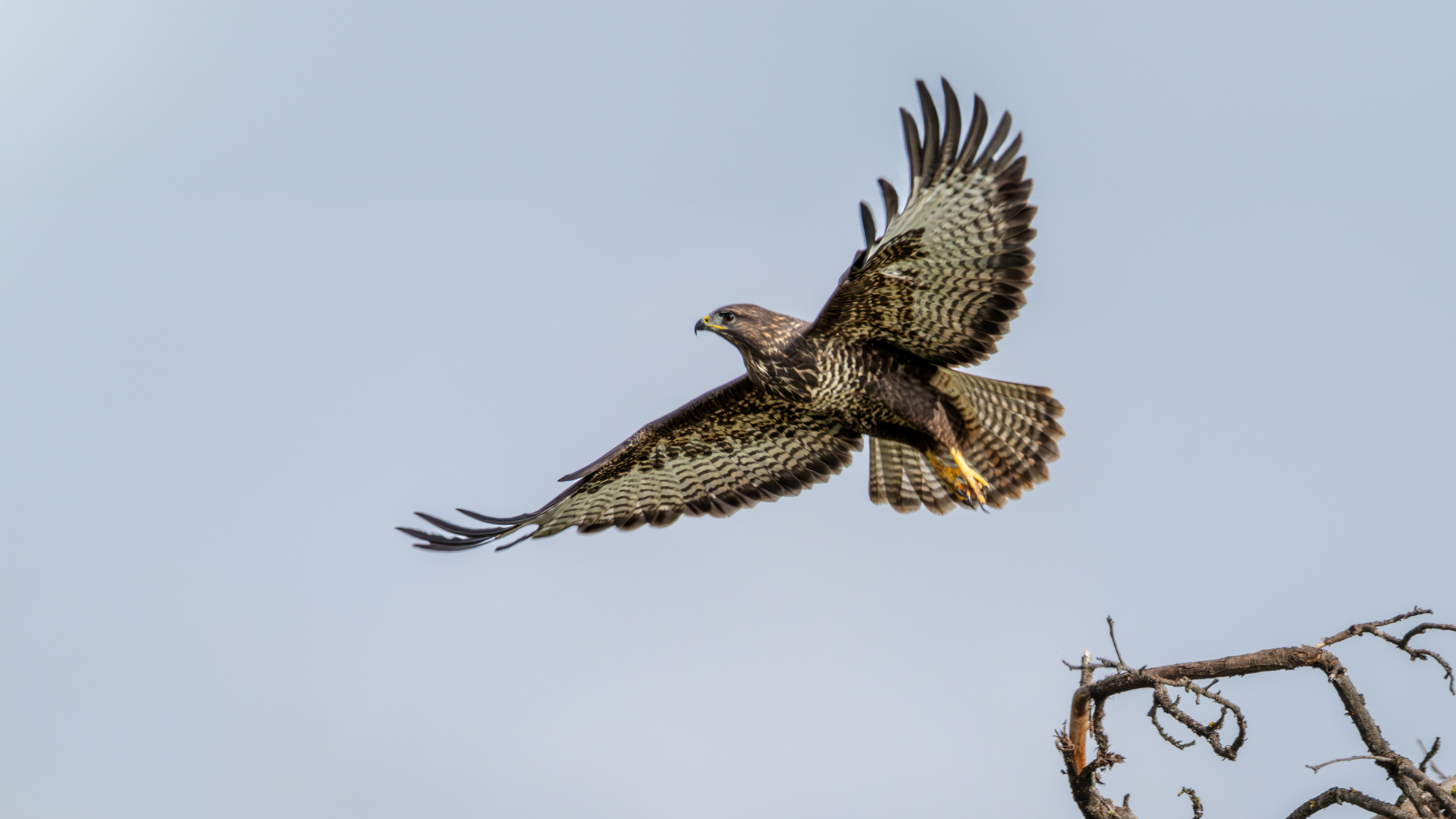 Bussard Abflug 1