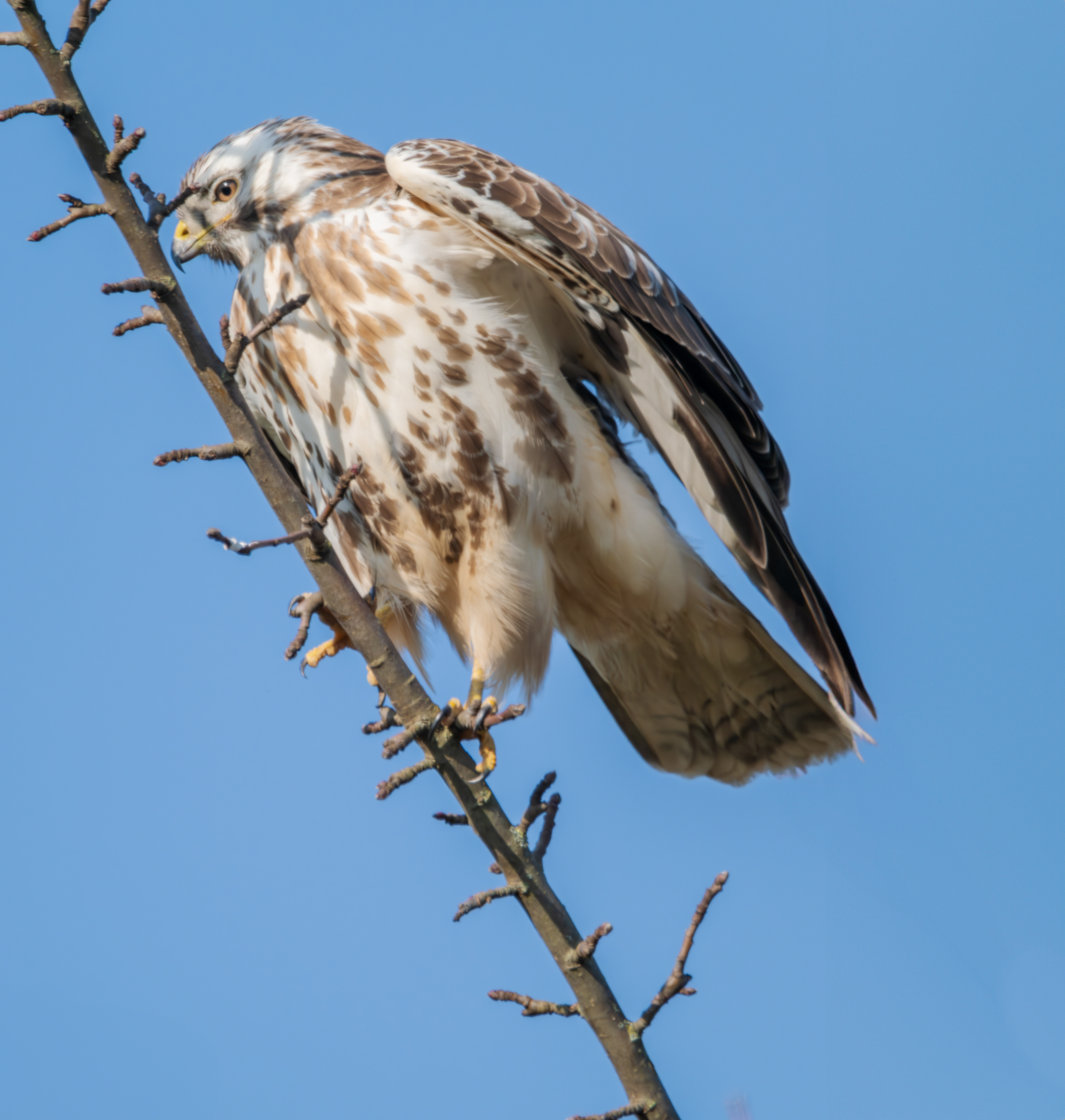 Rotschwanzbussard