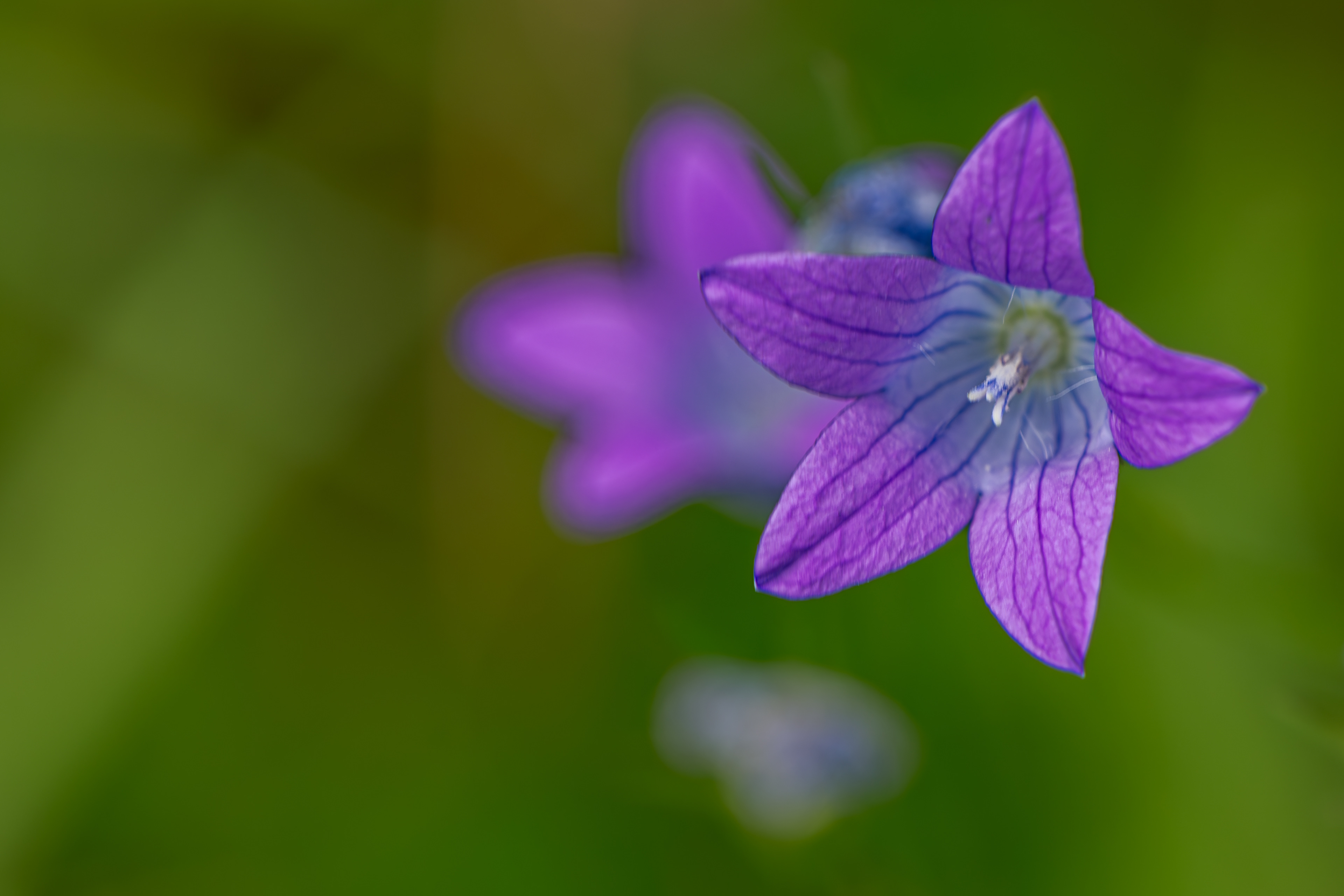 Wiesenglockenblume