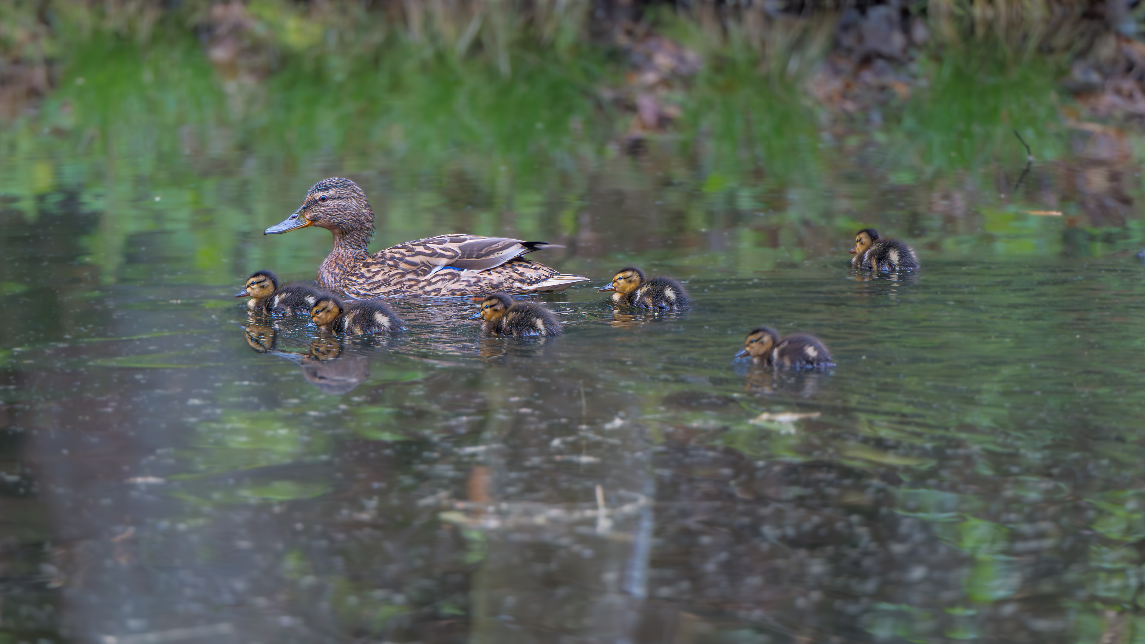 Entenfamilie