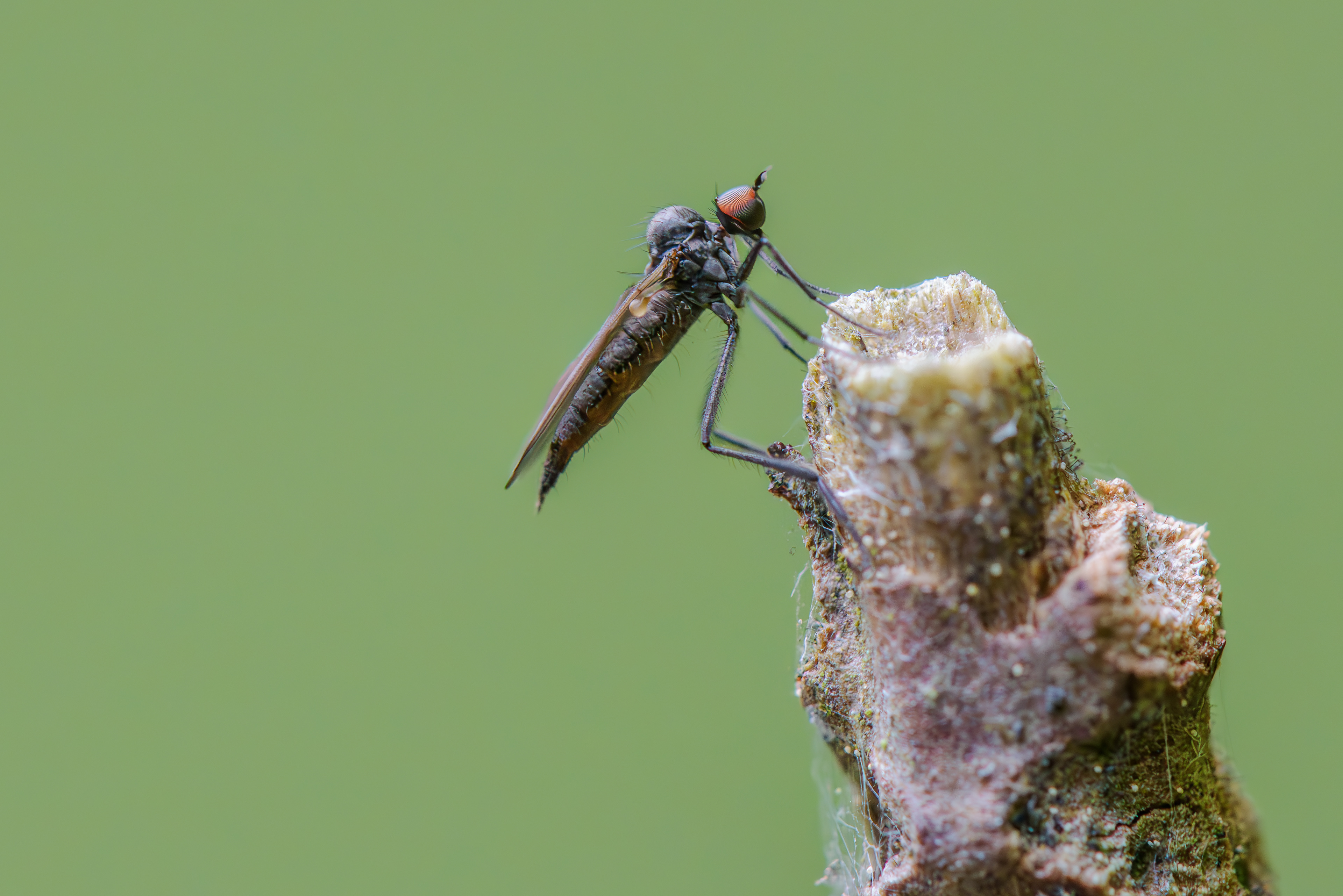 Empis, Tanzfliege