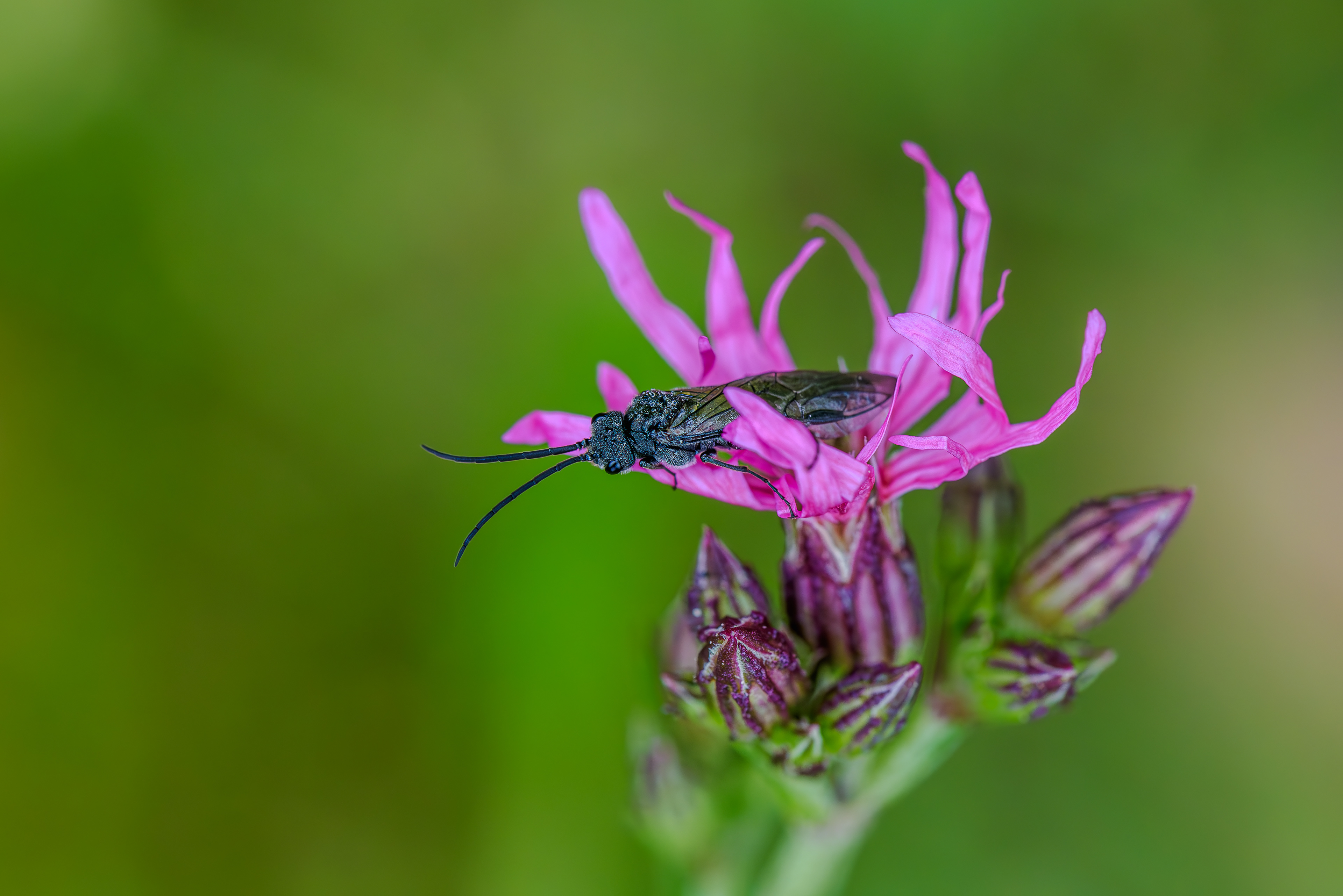 Bockkäfer, Phytoecia