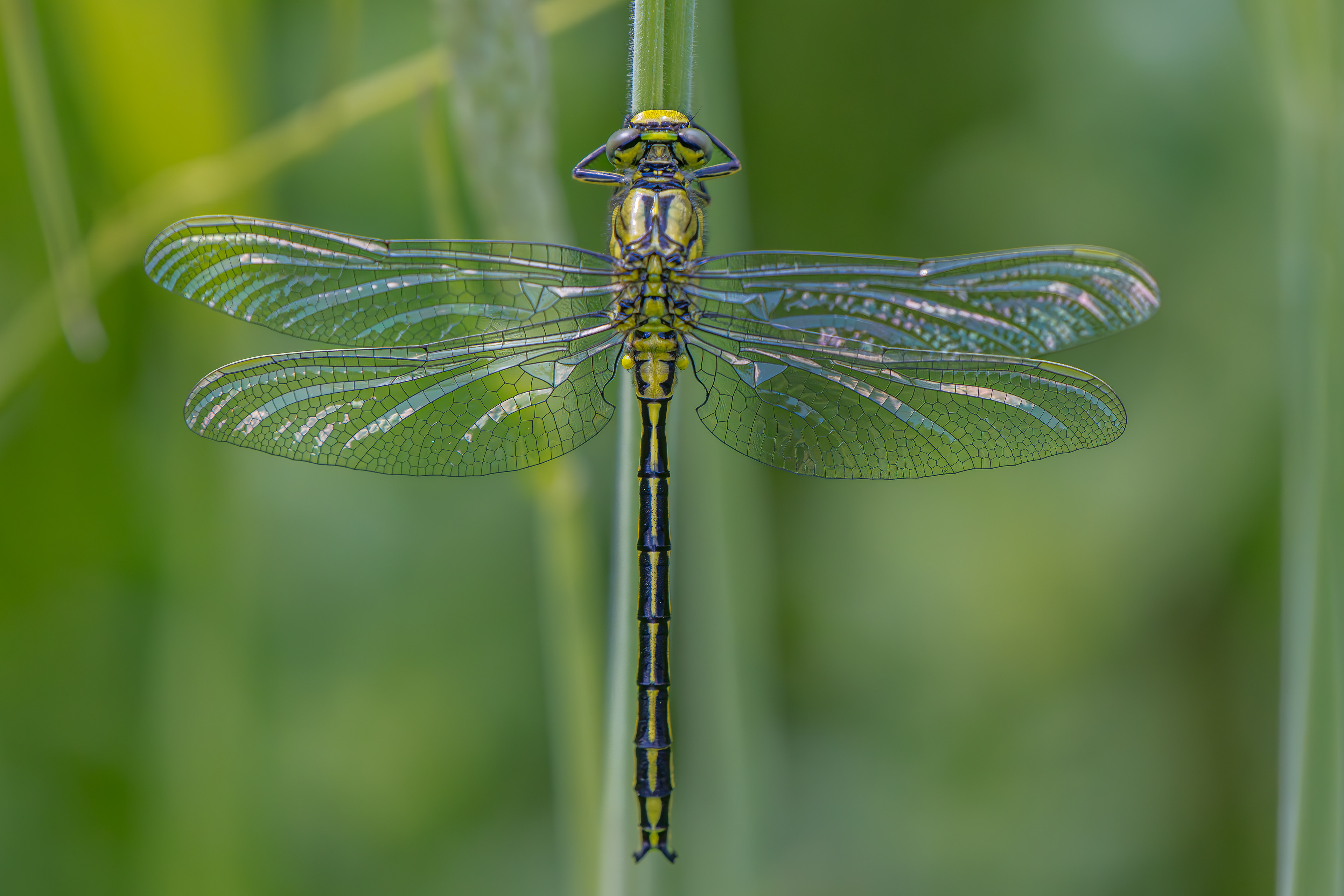 Gemeine Keiljungfer, Gomphus
