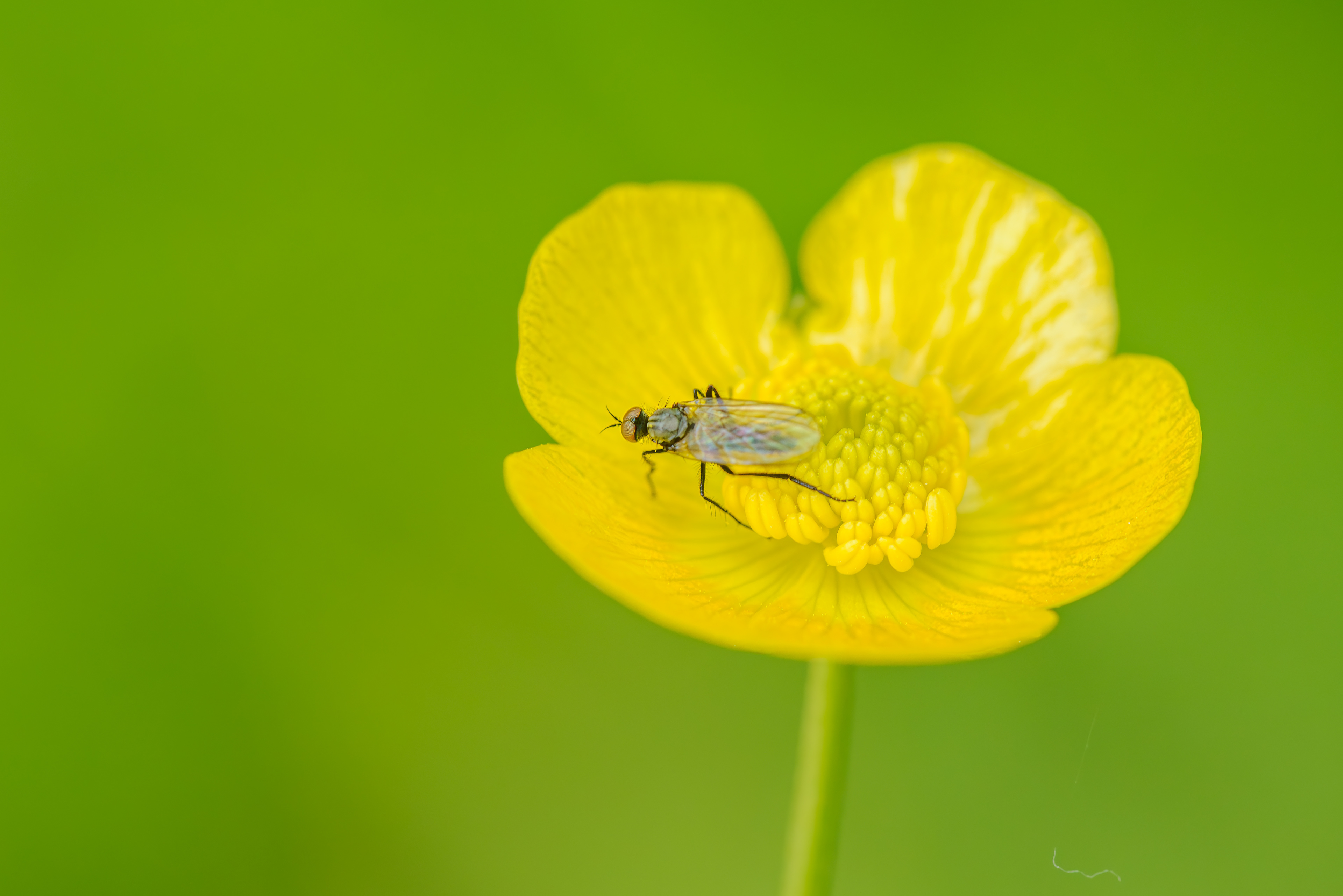 Empis, Tanzfliege