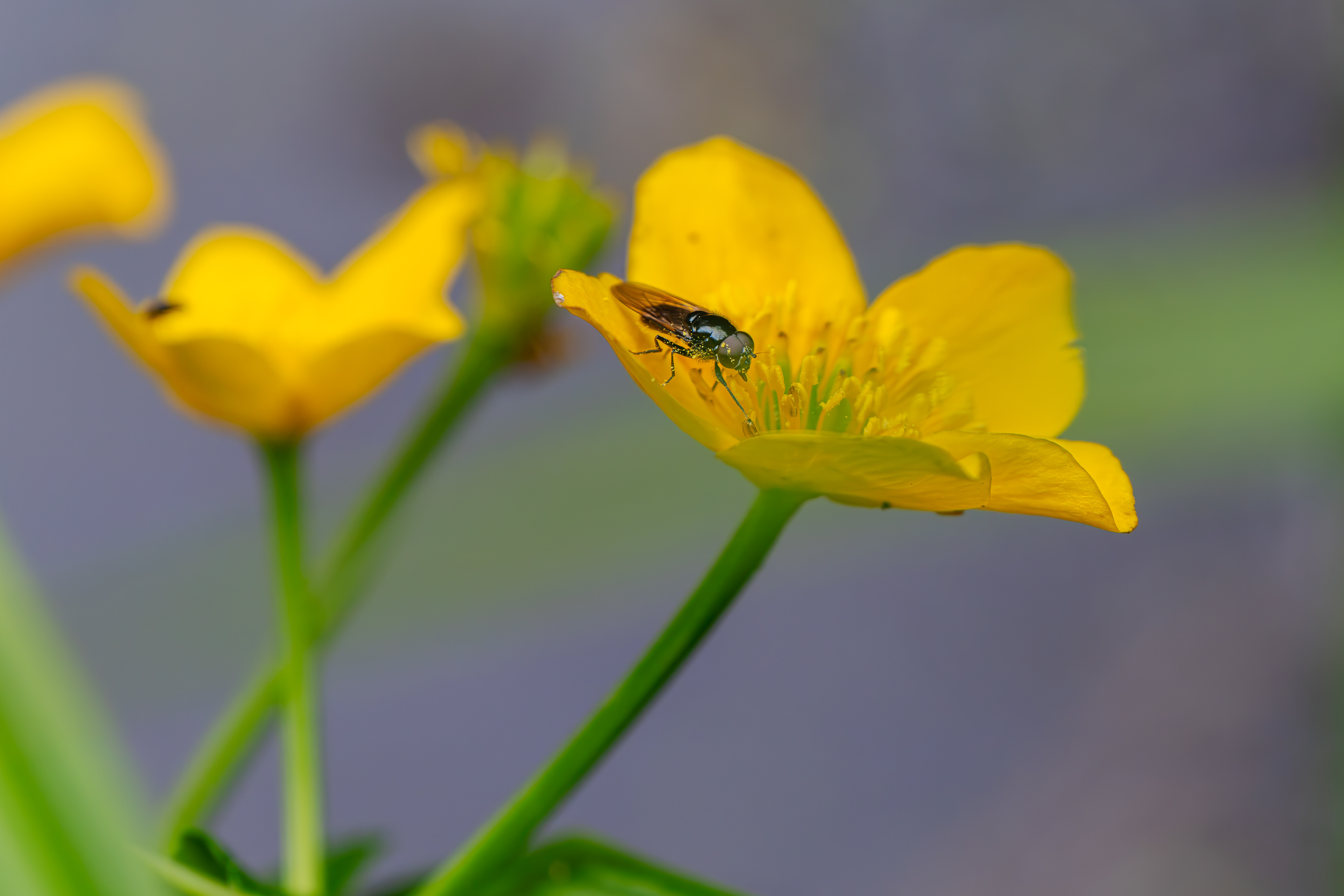 Erzschwebfliege