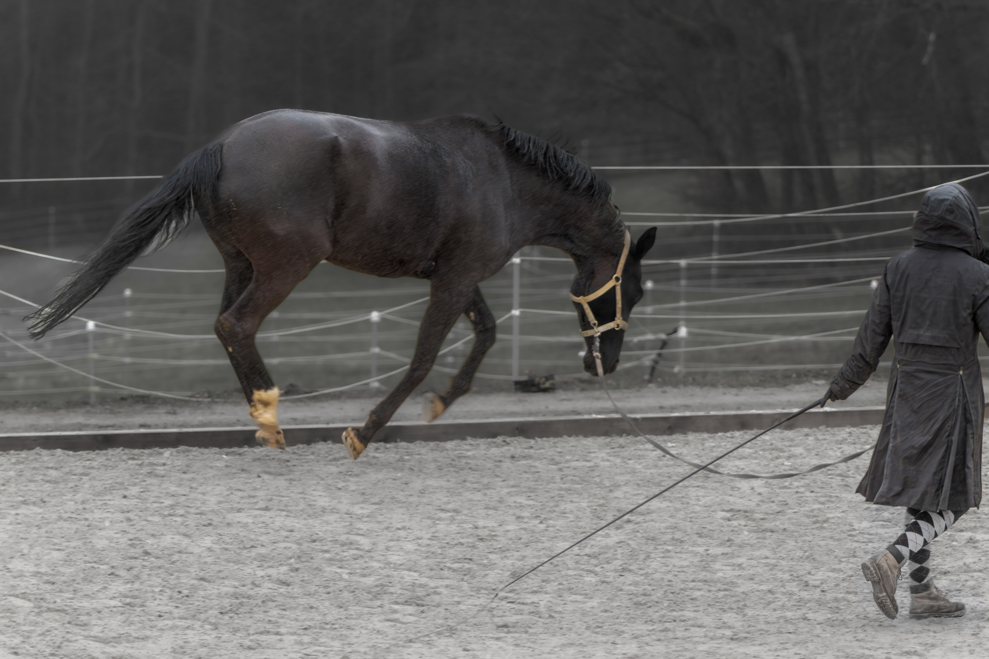 Bocksprünge am 12.03.2024
