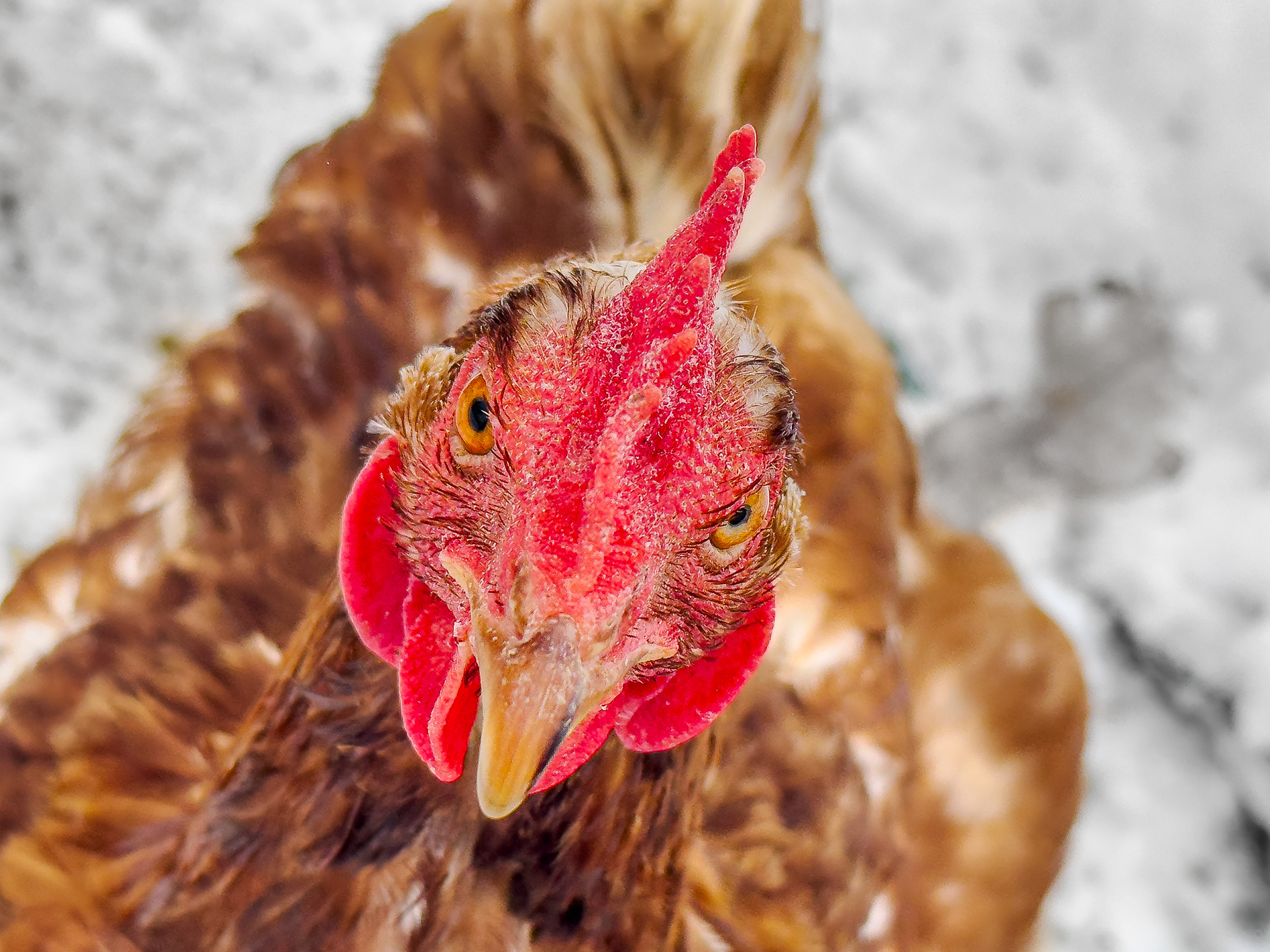 Erinnerung ans Moorhuhn am 16.02.2025