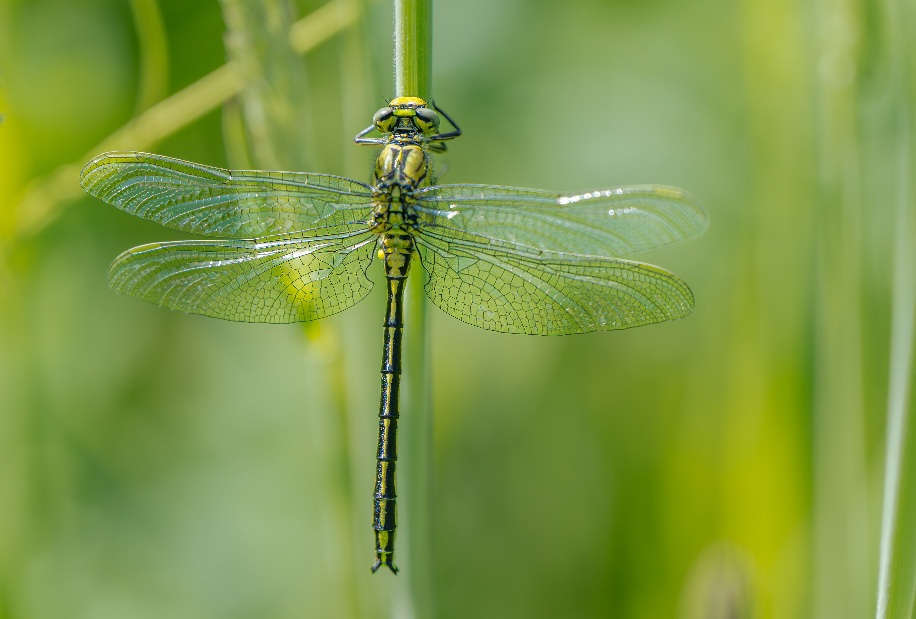 Gemeine Keiljungfer, Gomphus