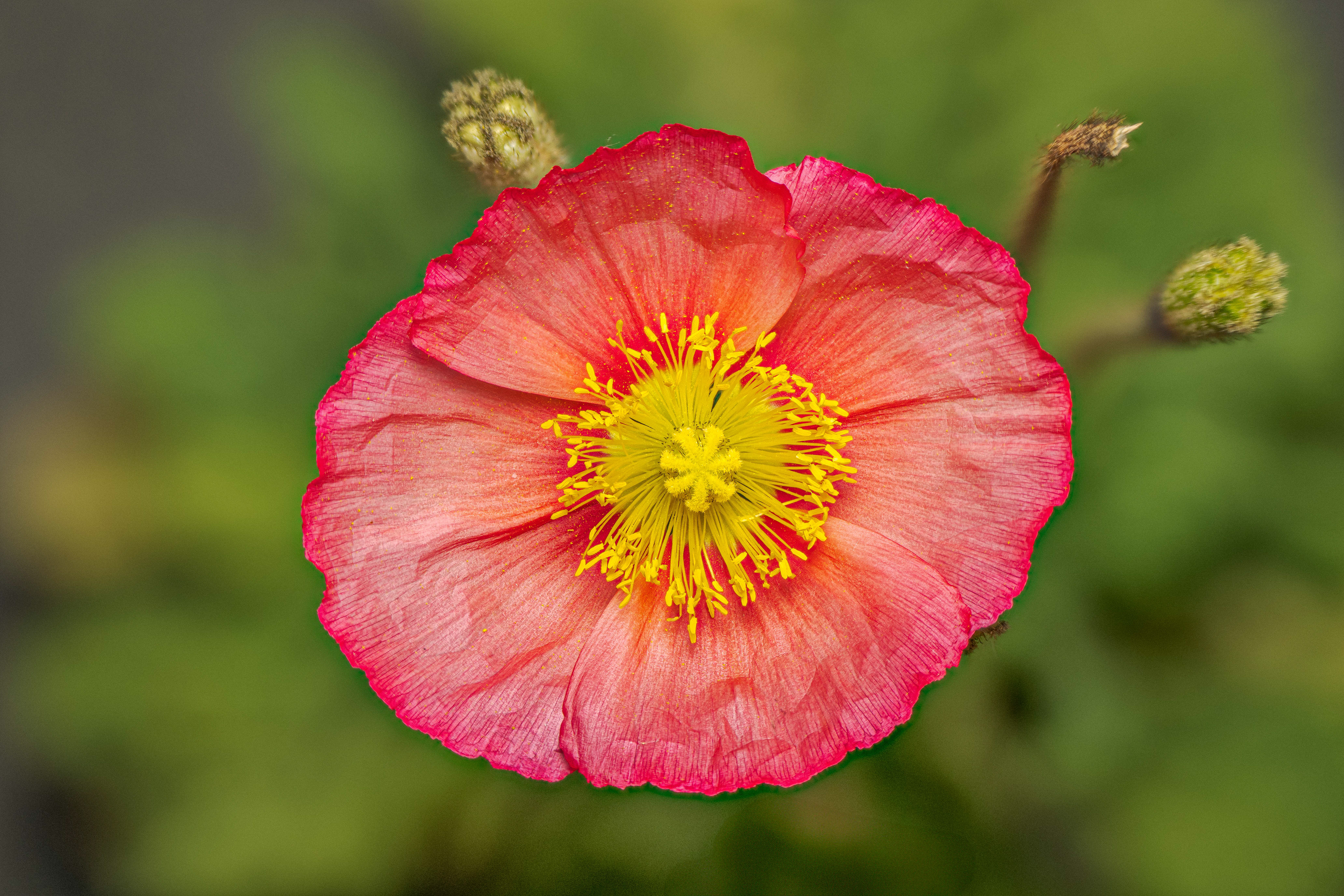 Mohn am 13. Mai 2025