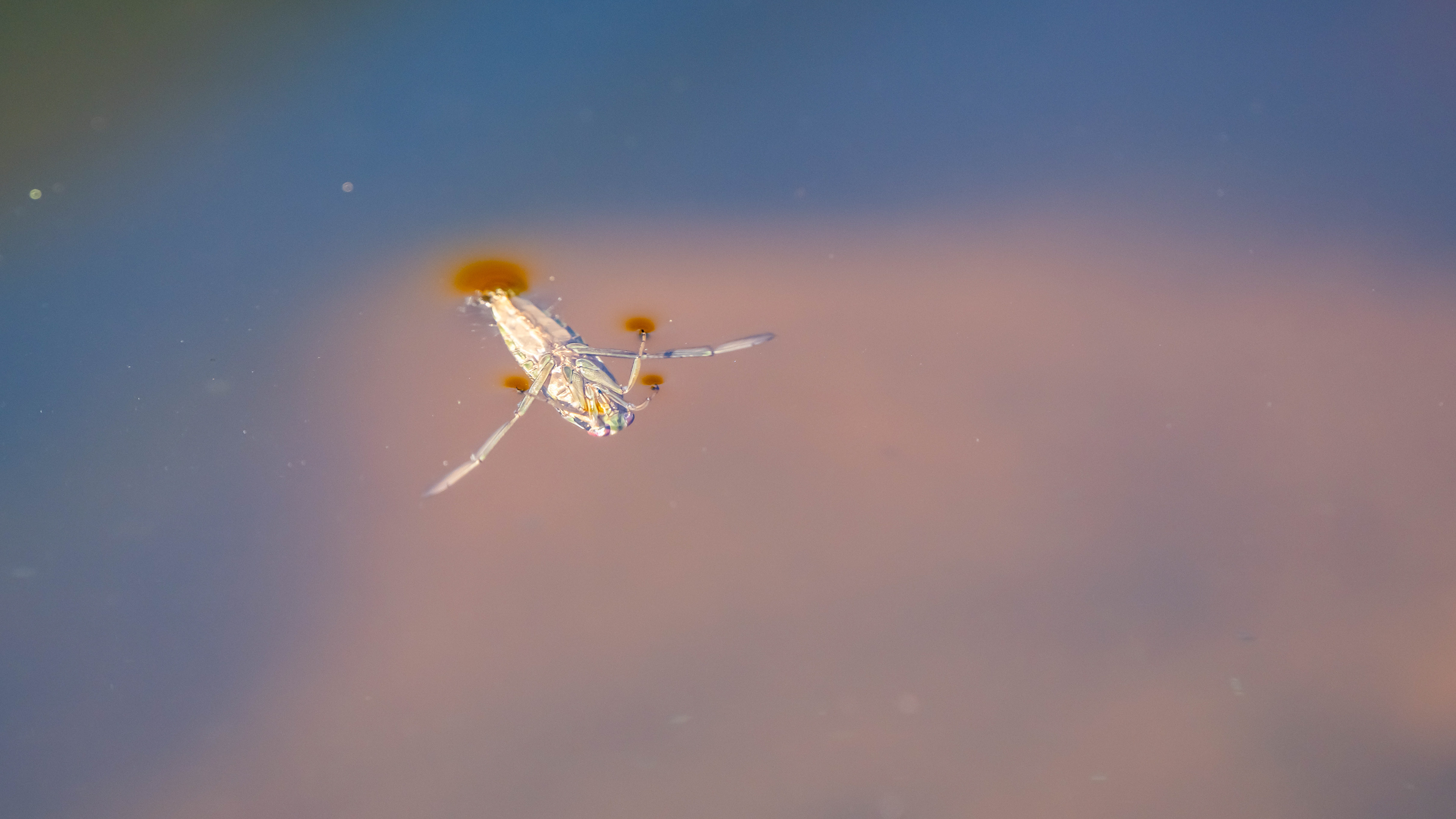 Gemeiner Rückenschwimmer - Notonecta oder Wasserbiene