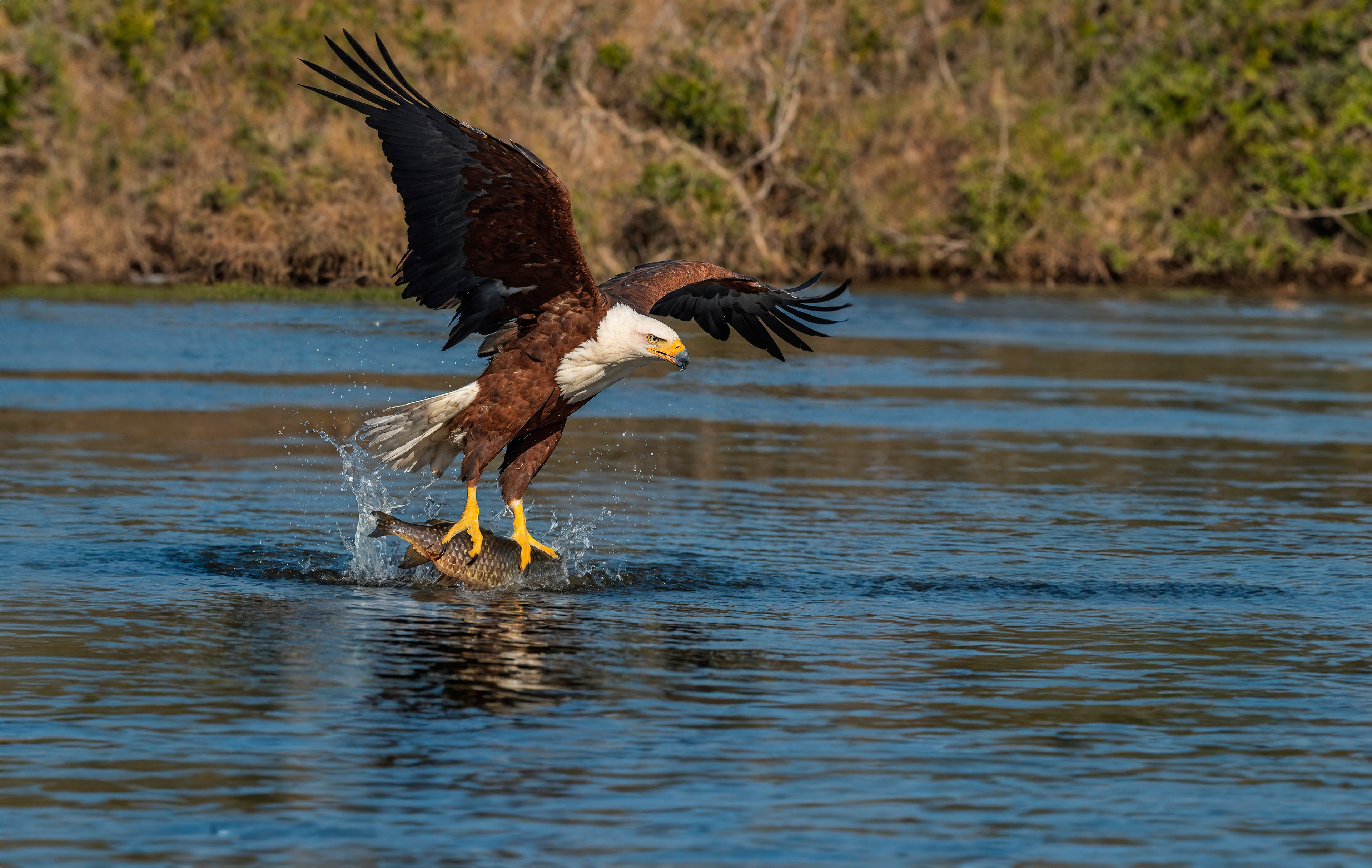 fish eagle approaching directly with fish in its talons - Modifiziert und korrigiert in Photoshop