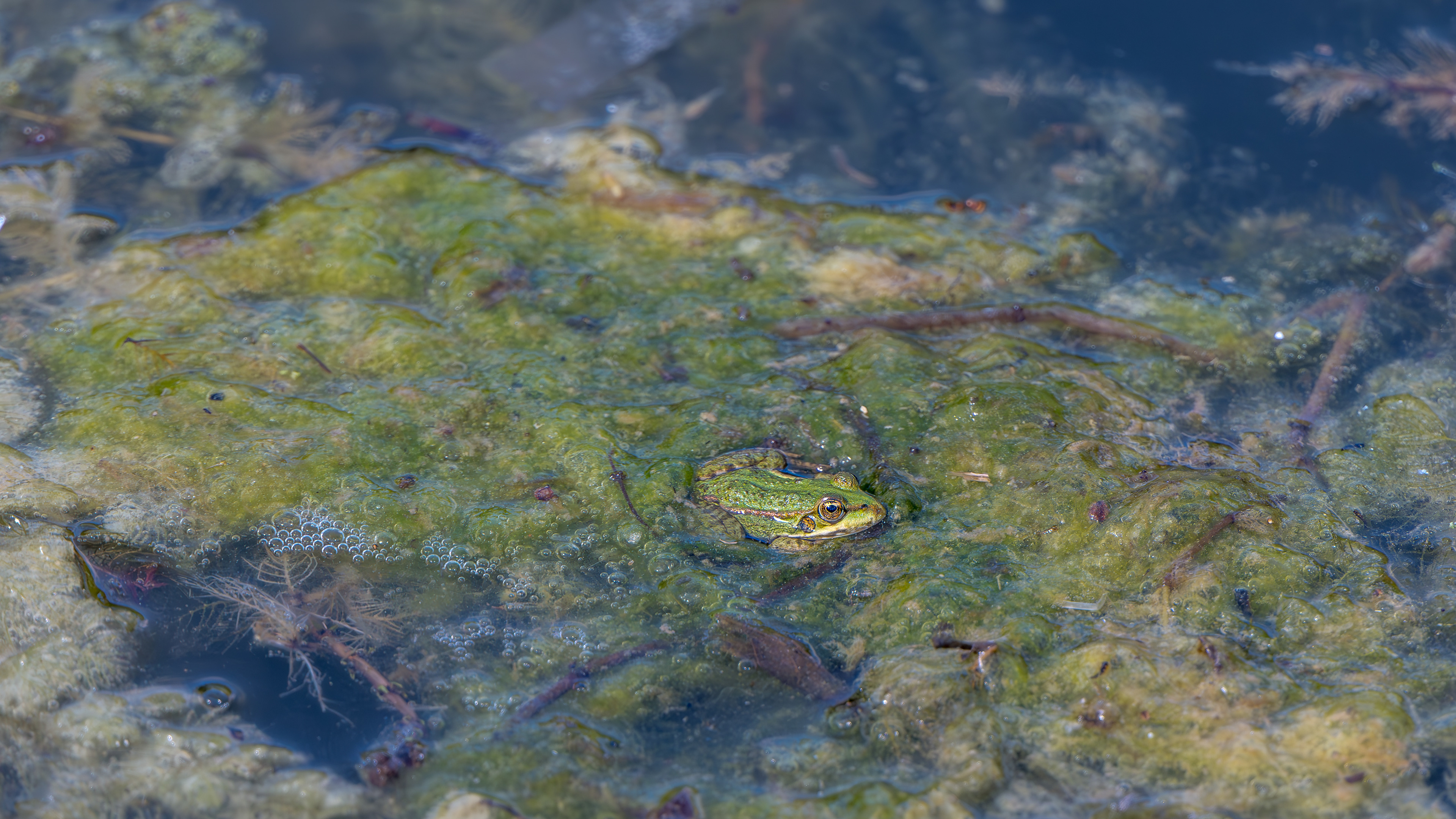 Iberischer Wasserfrosch