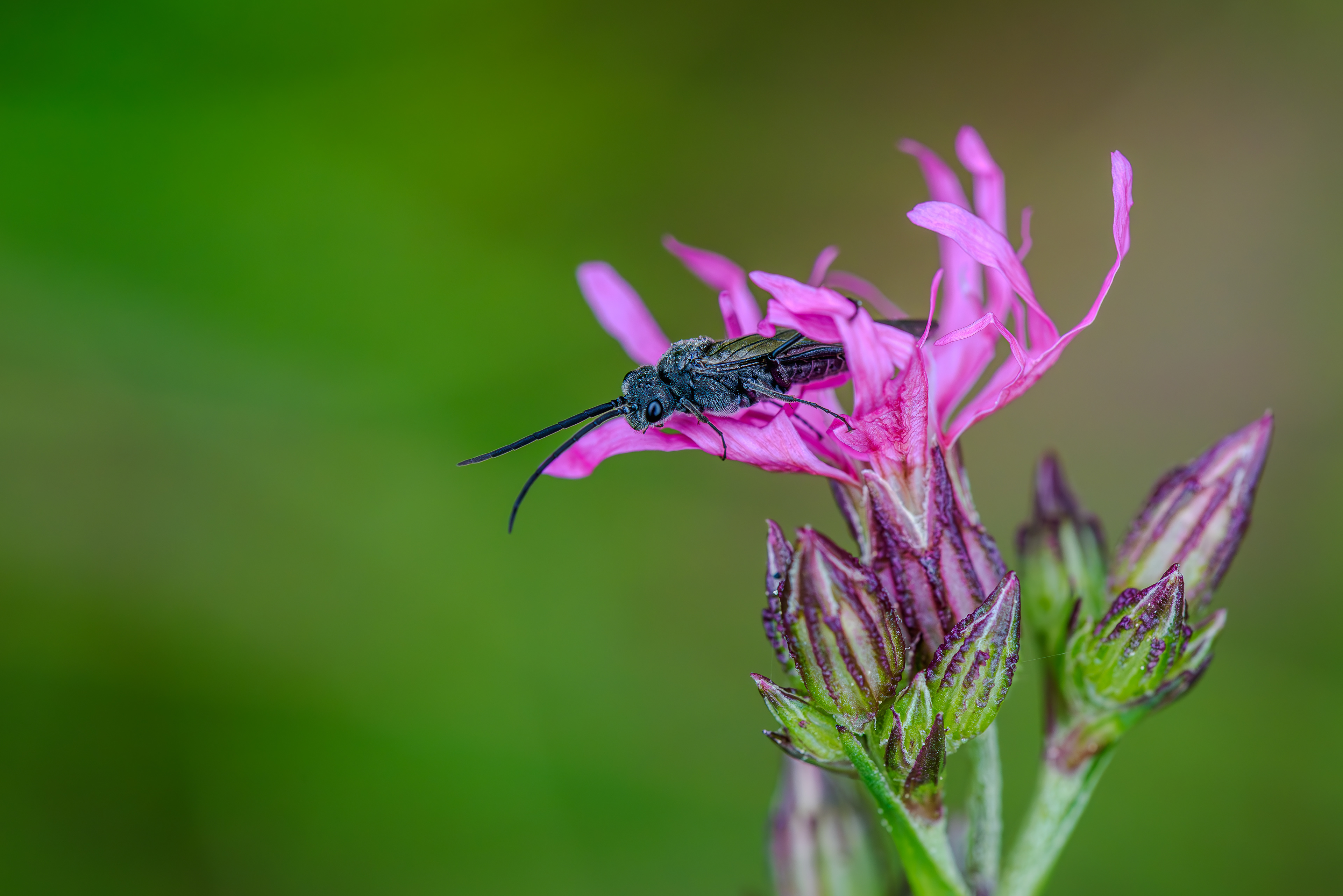 Bockkäfer, Phytoecia
